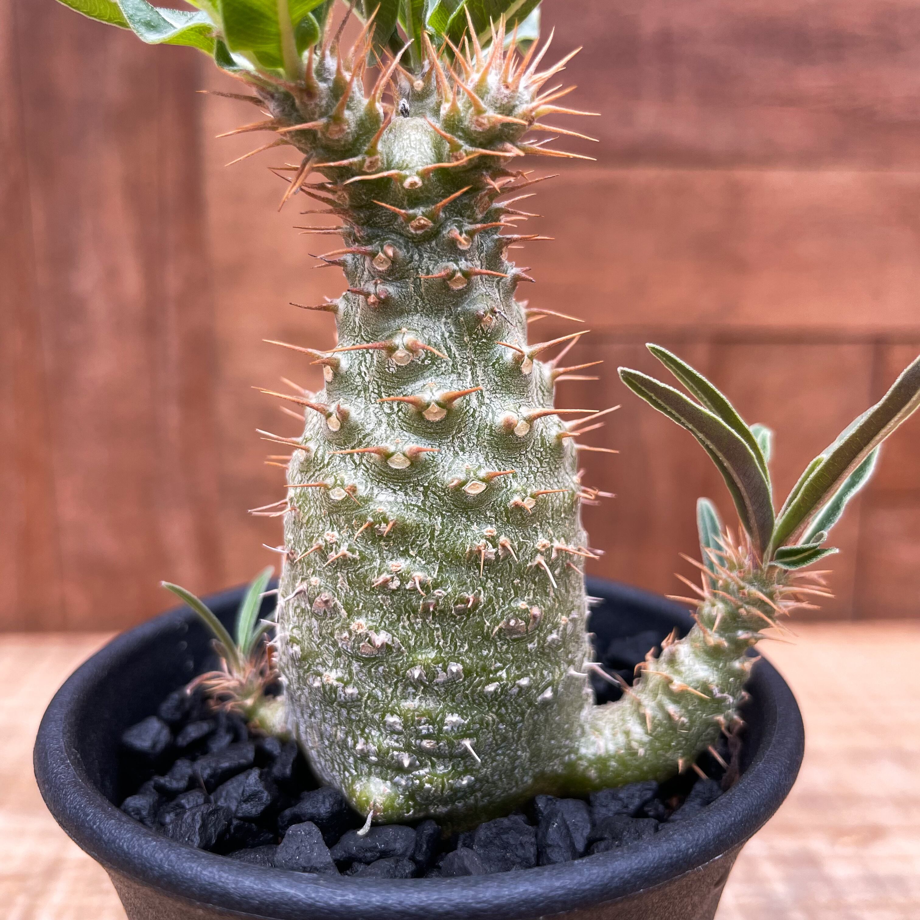 プラヅマ法力模型 とらドラ 高須竜児 ガレージキット