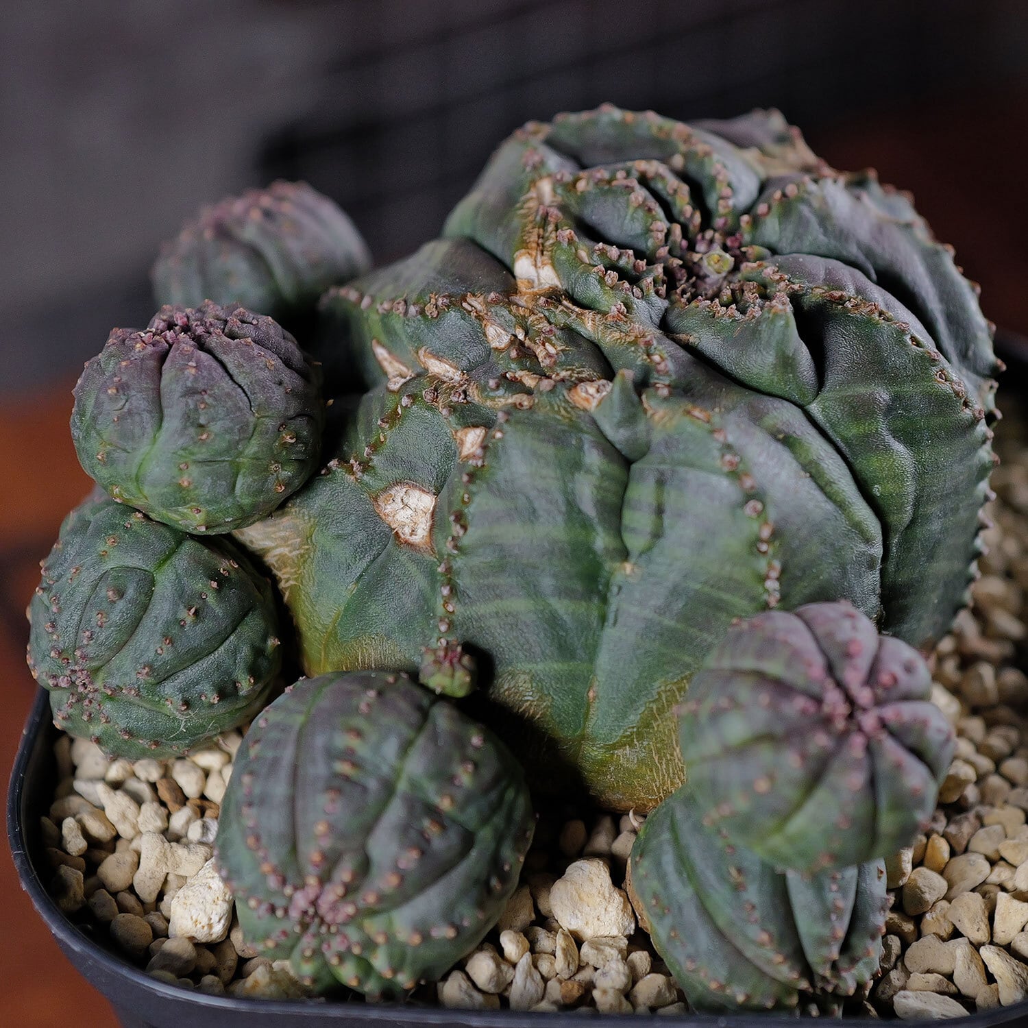 ★ユーフォルビア オベサ モンスト 綴化/塊根部8.8cm★素晴らしい姿の極上株 □ユーフォルビア オベサ モンスト 綴化/塊根部8cm□素敵な姿の極上株