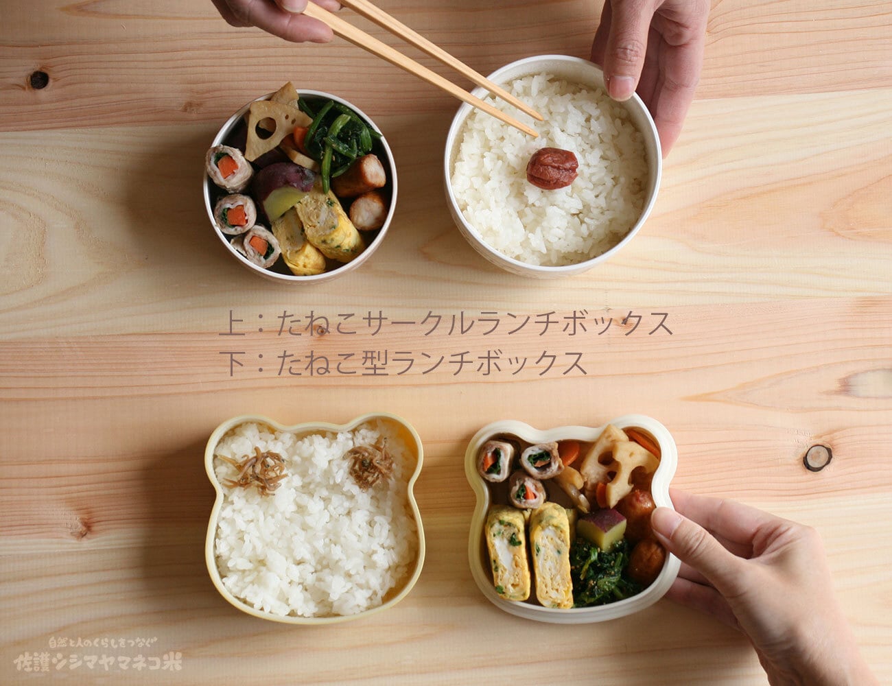 たねこ型ランチボックス | サステナブルショップ・ミット