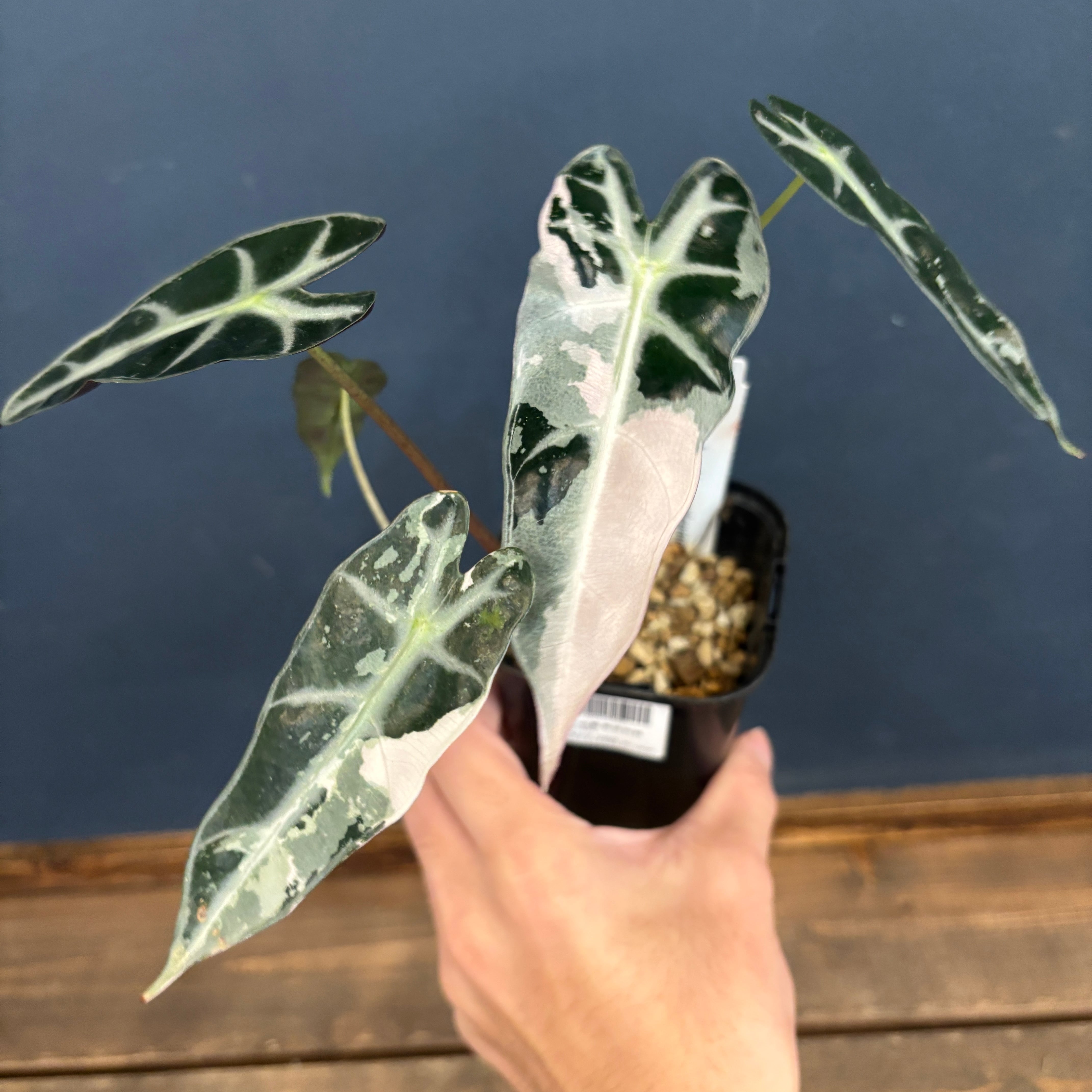 Alocasia cuprea varigated/アロカシア クプレア斑入り② Alocasia cuprea varigated /アロカシア クプレア 斑入り②
