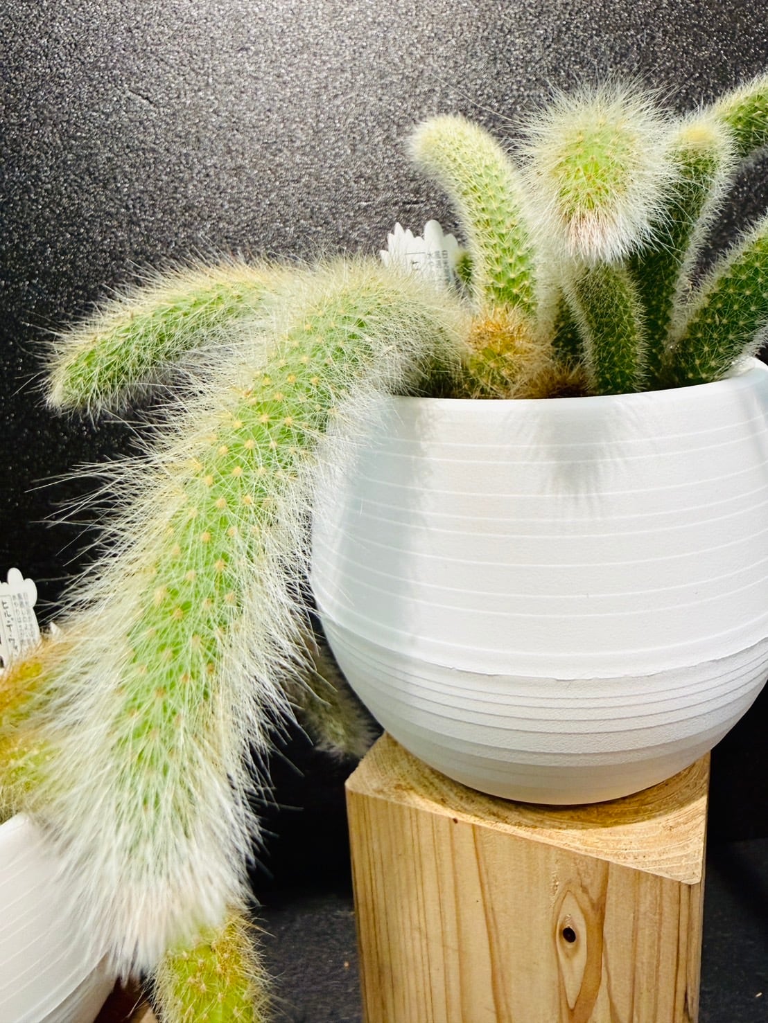 ヒルデウィンテラ カラデモノニス 猫のしっぽサボテン ヒモサボテン