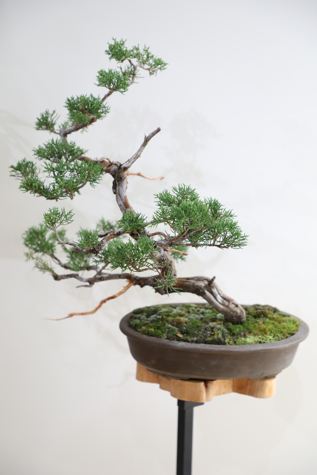 【M】糸魚川真柏 盆栽 ※推定樹齢30年/Juniper Shimpaku