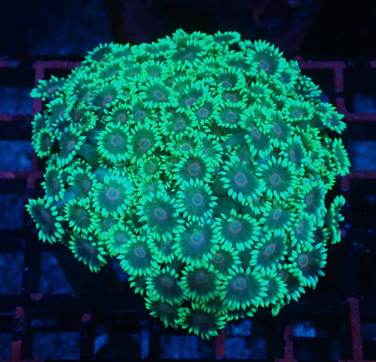 Goniopora FromMakassar