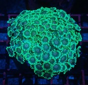 Goniopora FromMakassar