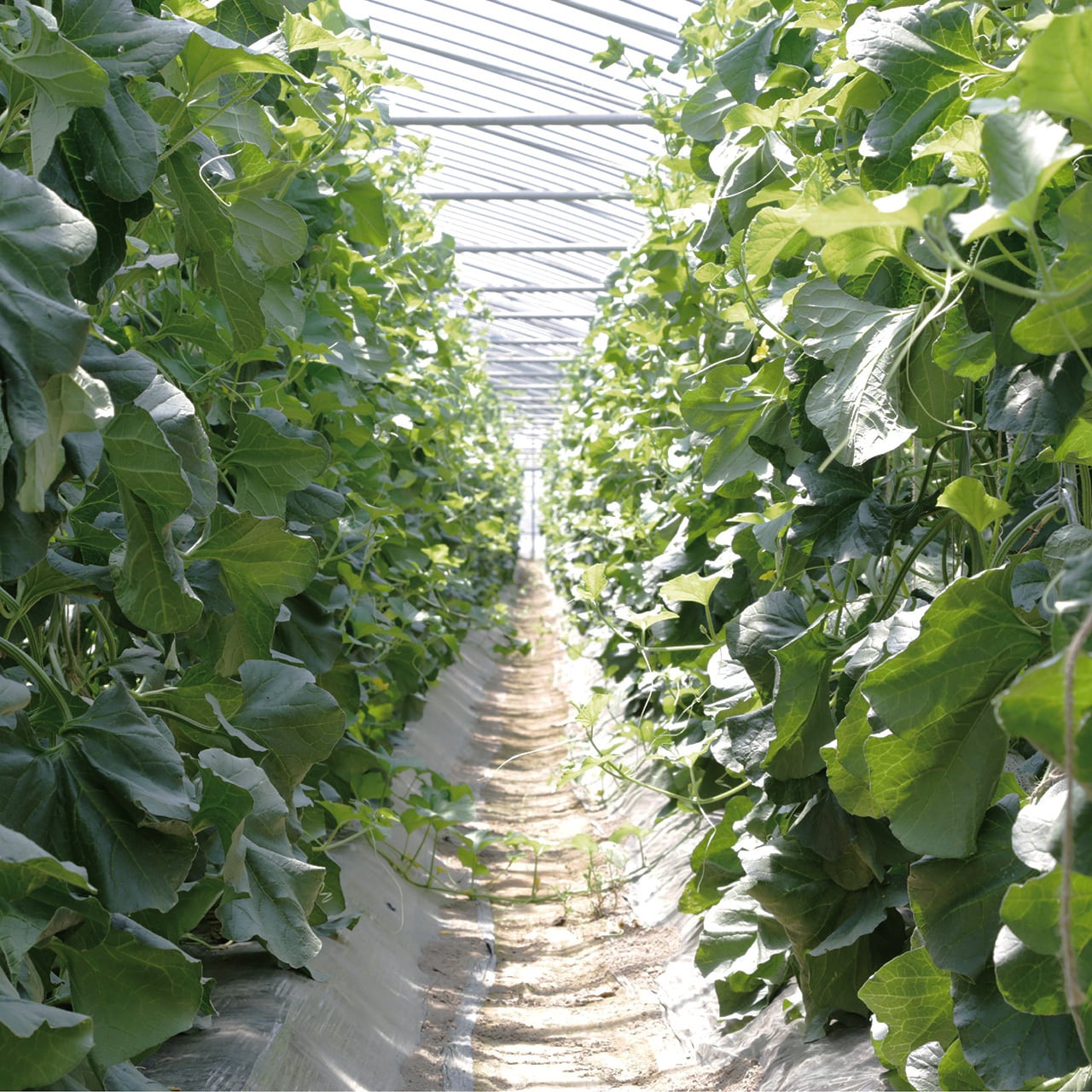 メロン【1玉2kg】 優香 （ユウカ） | yajimafarm