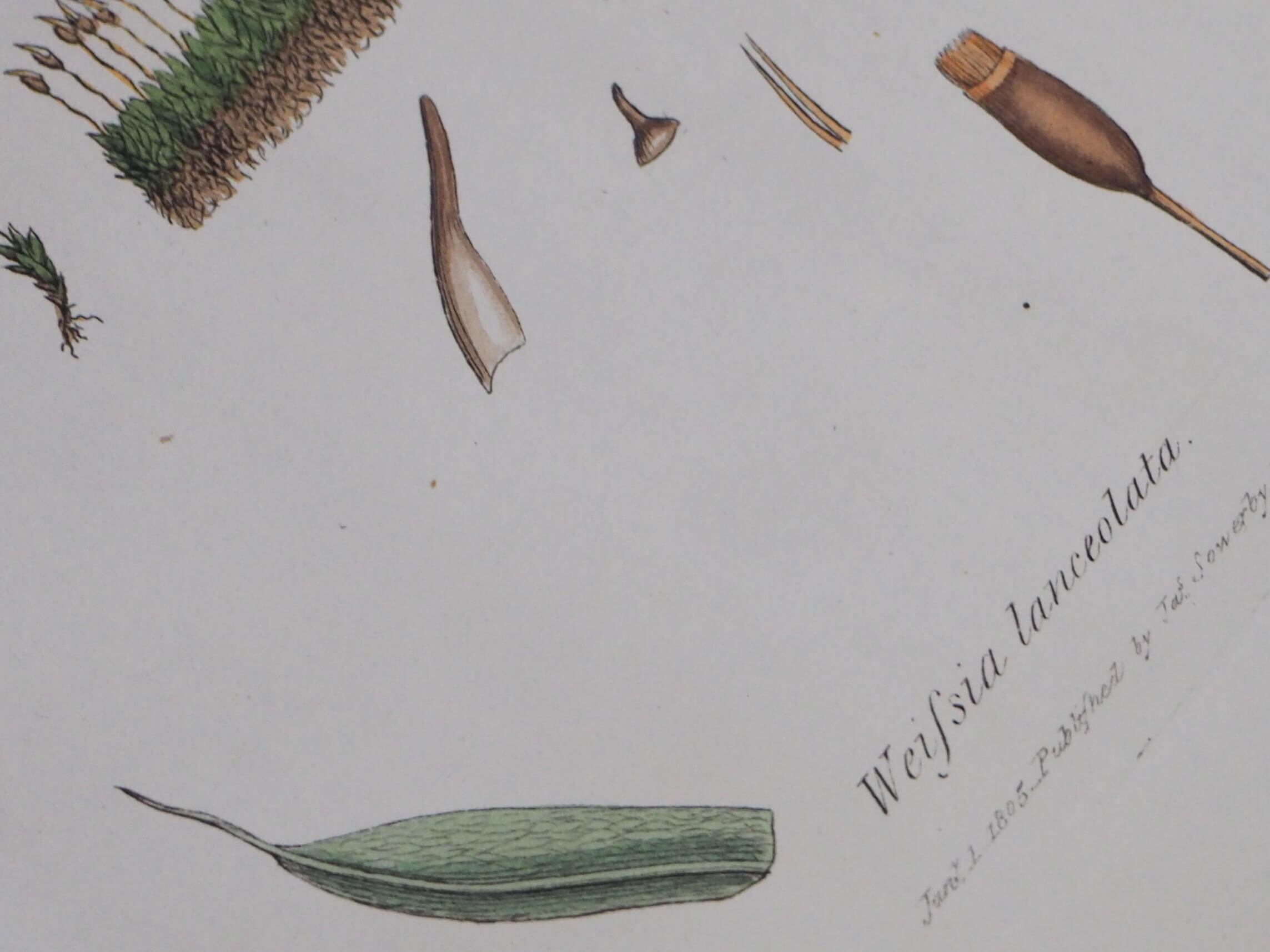 イギリス 180年以上前の有名な植物図鑑からの図版 銅版画 博物図鑑