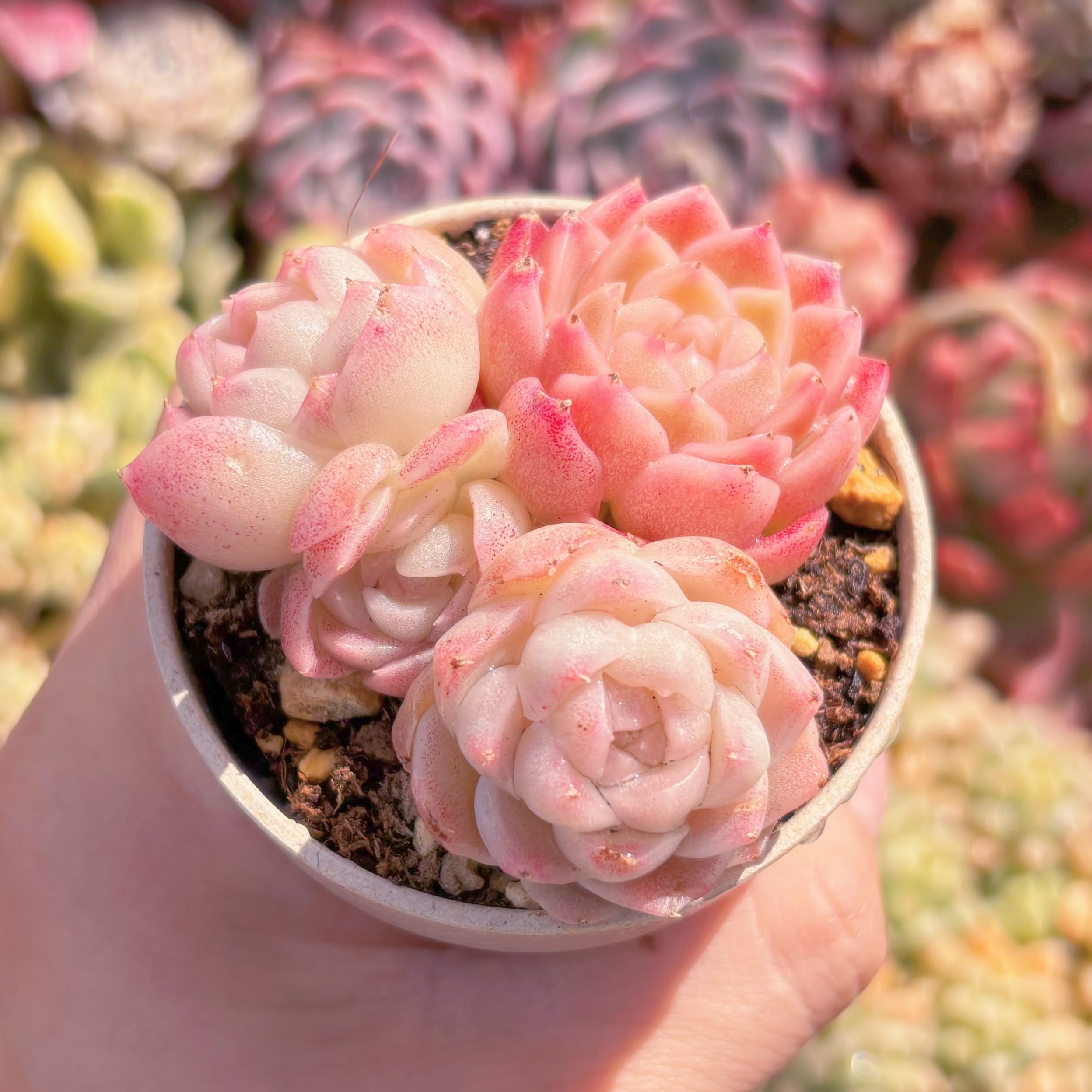 多肉植物 桃ソーダ 3頭 新入荷 るる農園 | るる農園~多肉植物専門