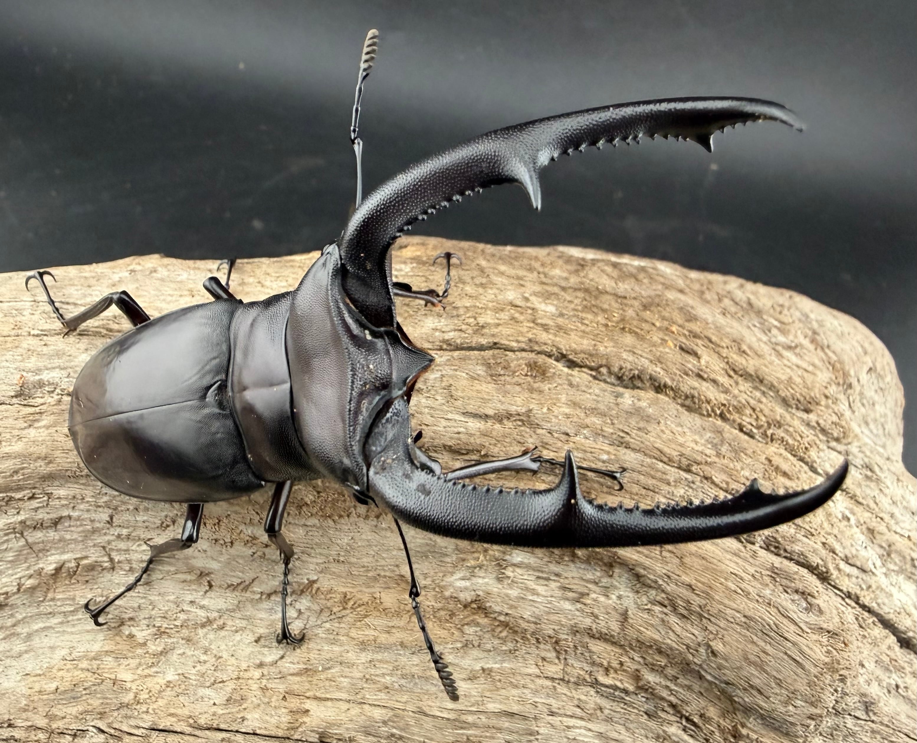 マンディブラリスフタマタクワガタ ♂95ミリA-♀45ミリ・(Sumatera