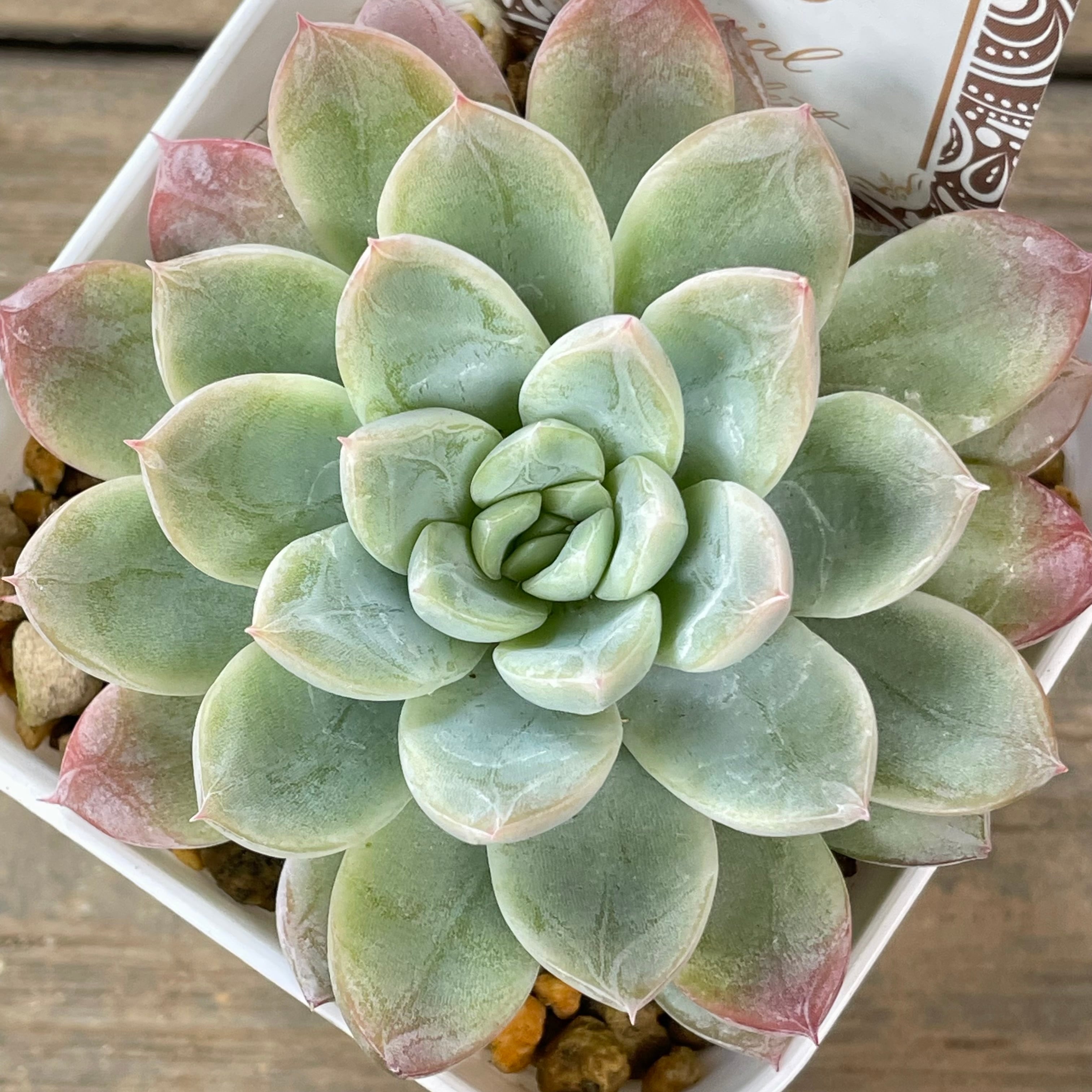 エルサ | RuPo 多肉植物専門店