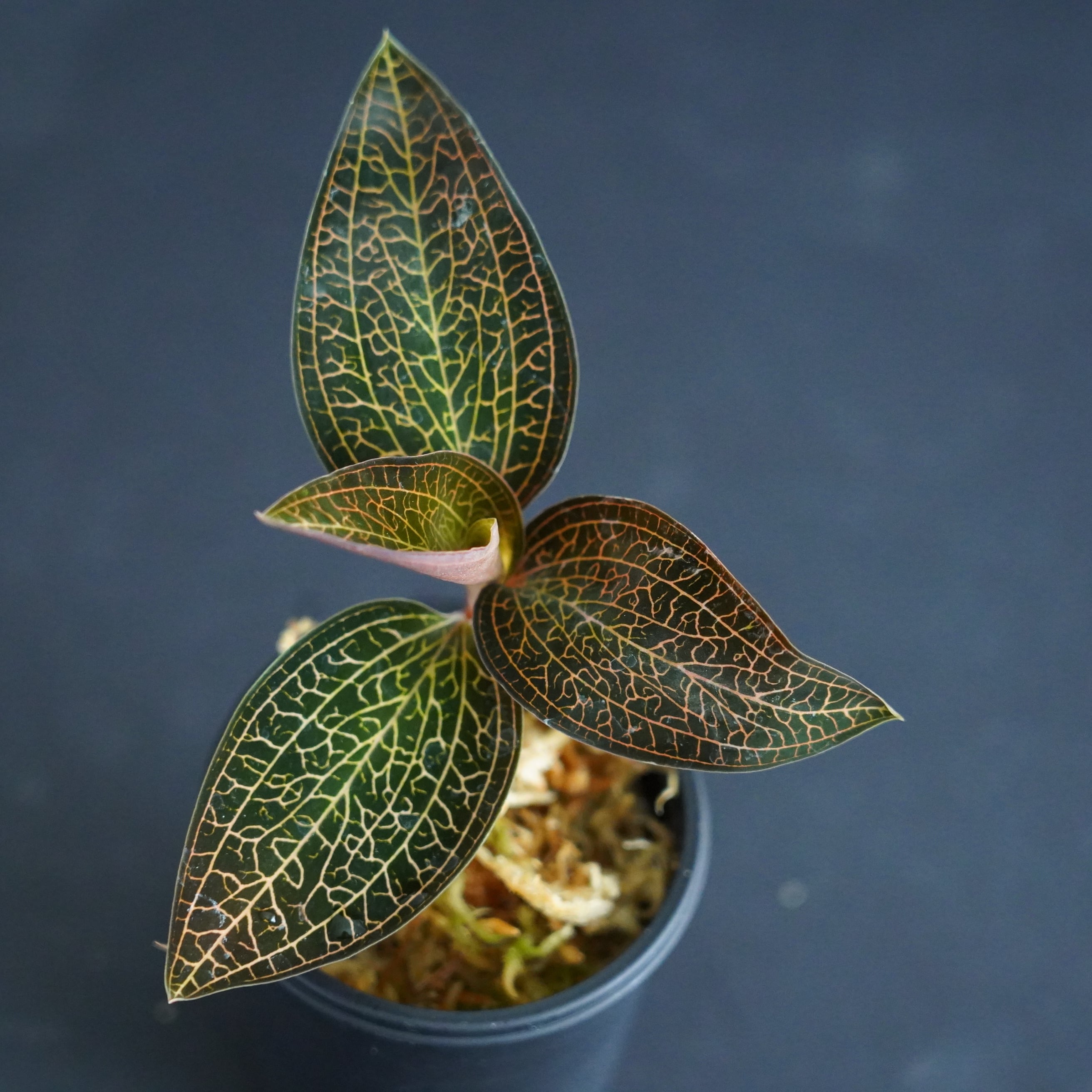 ◇現品◇ルドキルス【ジュエルオーキッド宝石蘭／石崎バイオ】#723