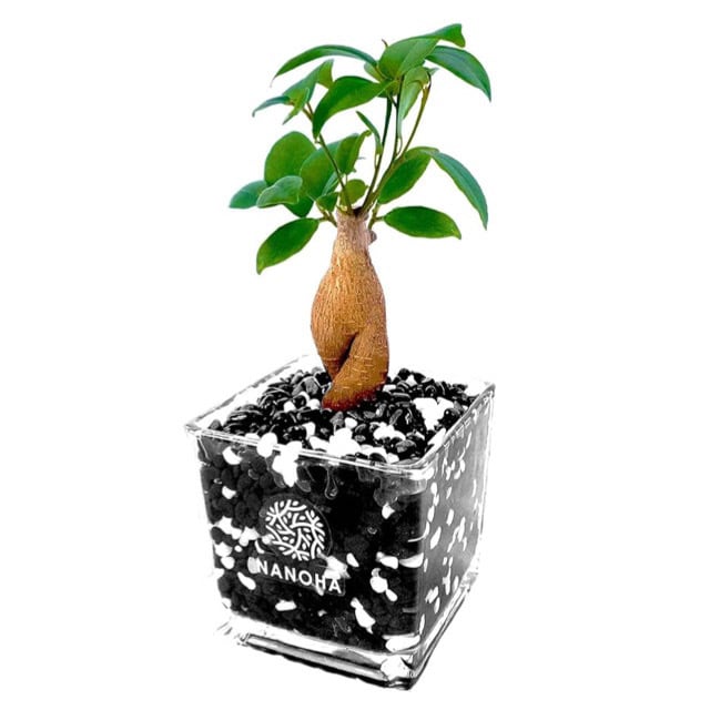 ガジュマル 白黒砂利（四角容器） | インテリアグリーンショップ