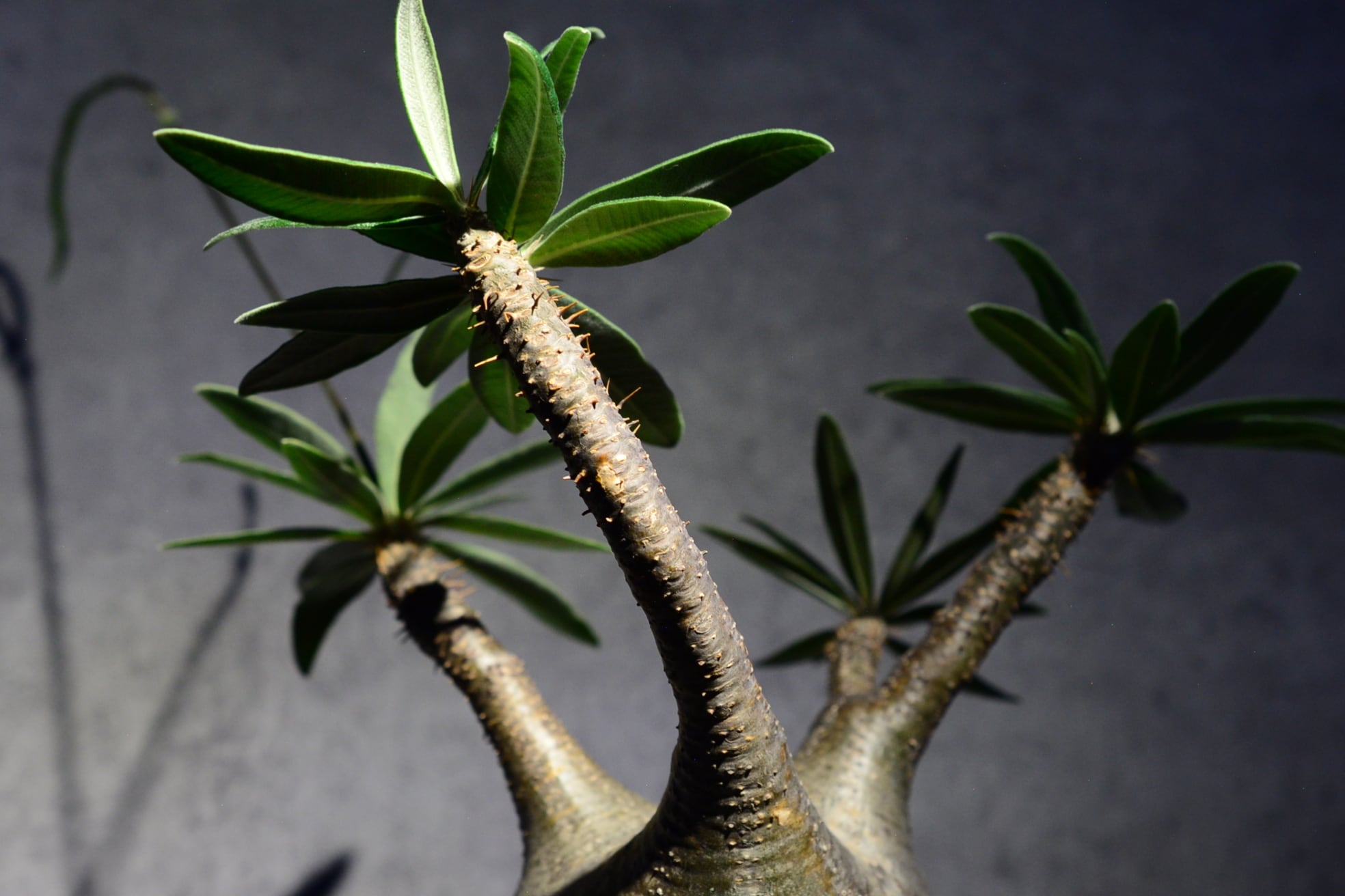 パキポディウム グラキリス 現地球〈象牙宮〉 | N collect plants
