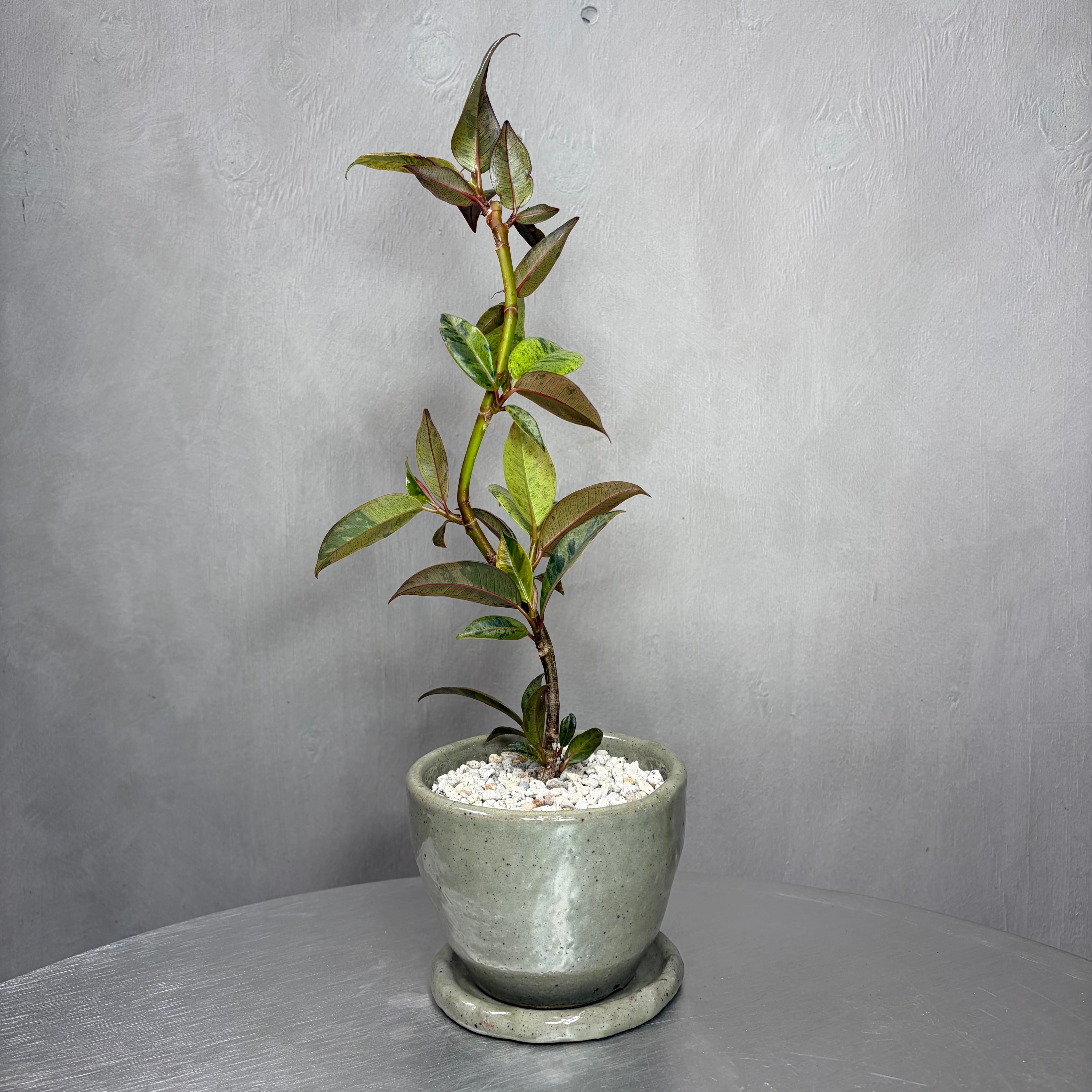 フィカス ジン 観葉植物 陶器鉢 植え込み