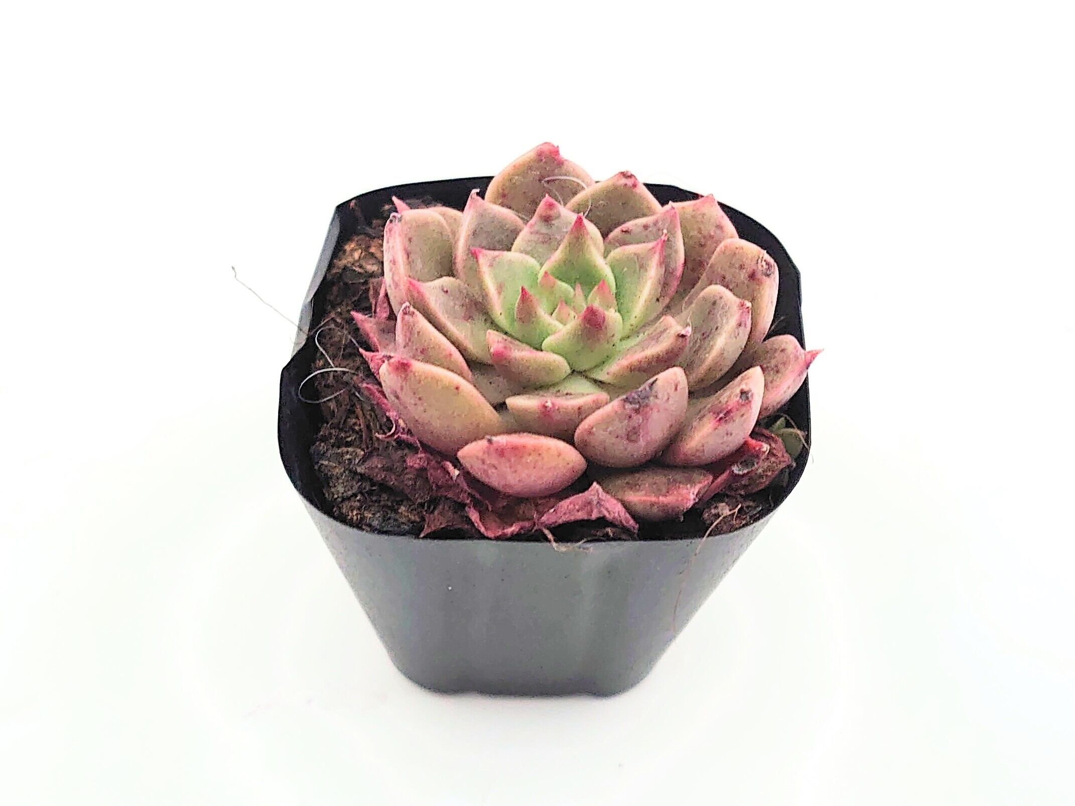 王冠 ⭐オリビアちゃん⭐多肉 安心抜き苗