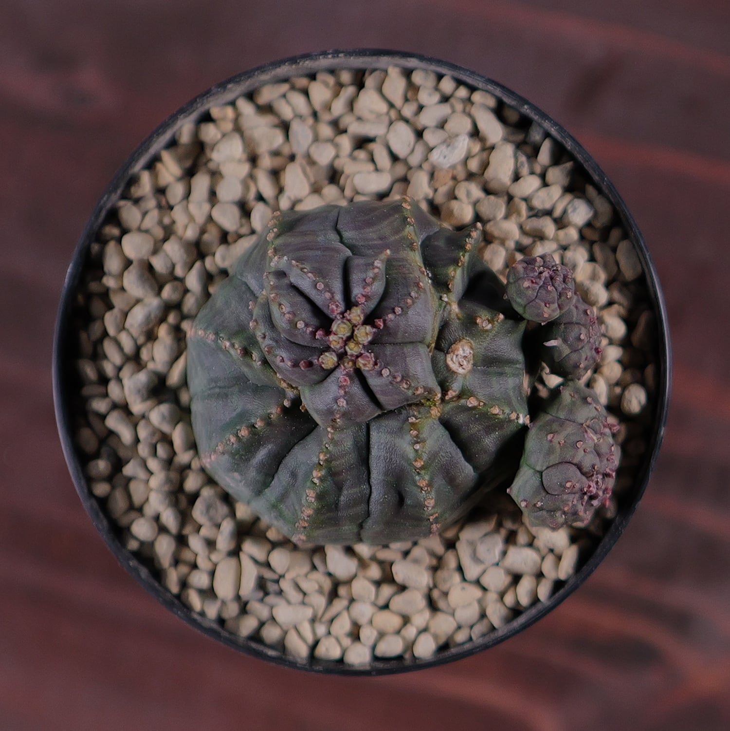 超扁平 仔吹き モンスト 捻じれ マイクロ オベサ / ユーフォルビア