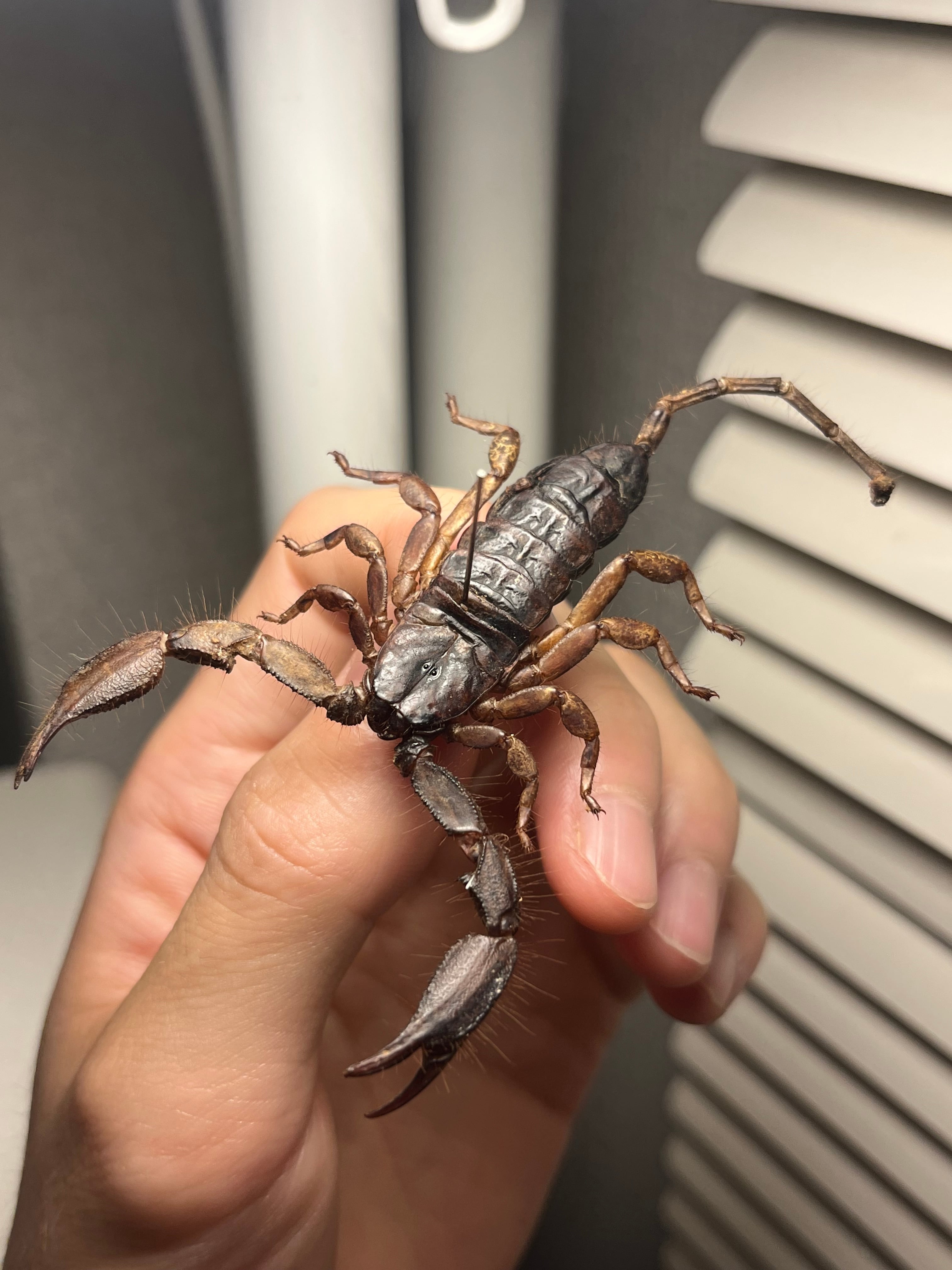 蠍最長寿種】フラットロックスコーピオン タランチュラムカデ