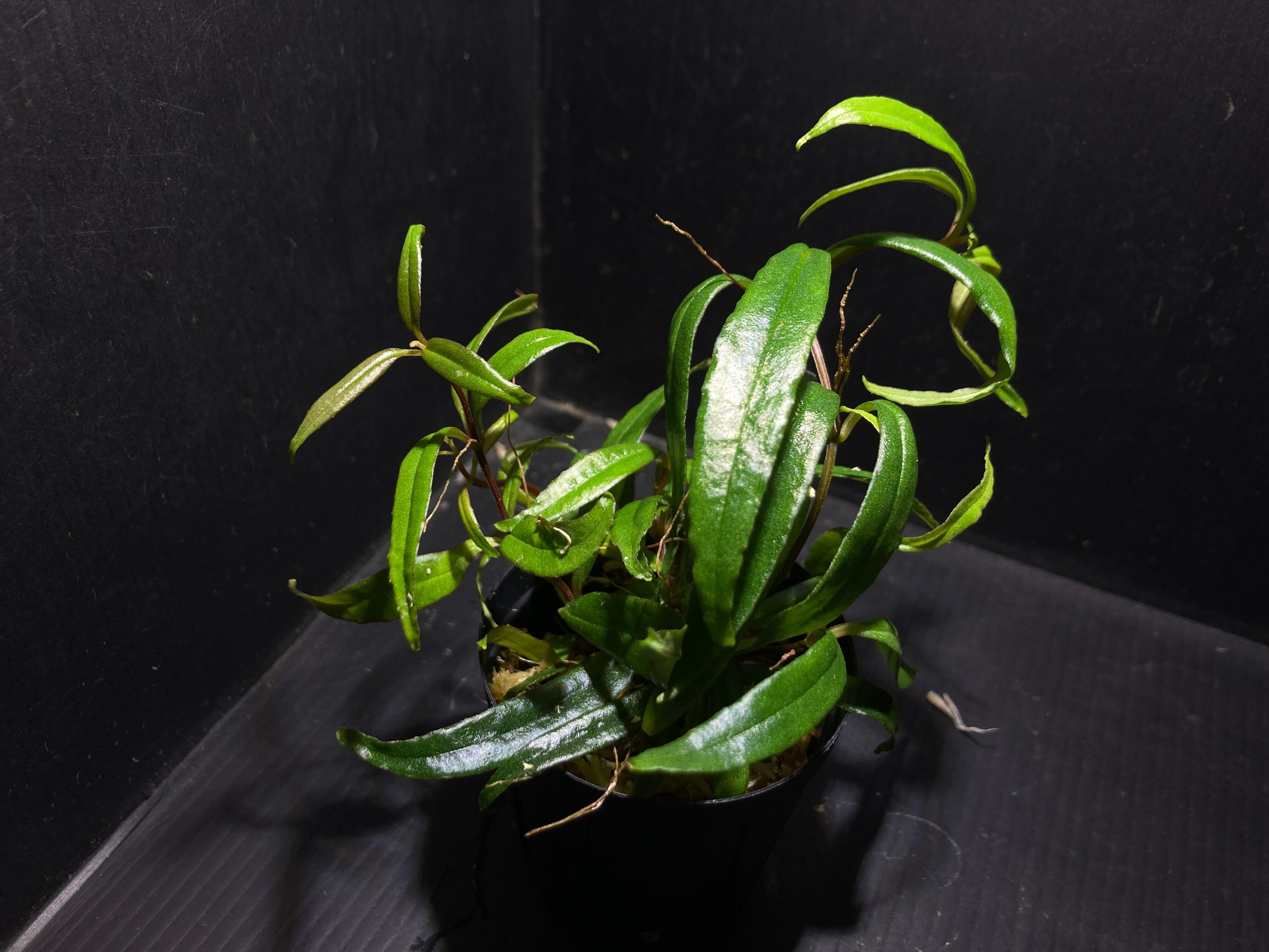 隼*飛様 【ID便】Bucephalandra sp. Kedagang 写真全 【公式通販】
