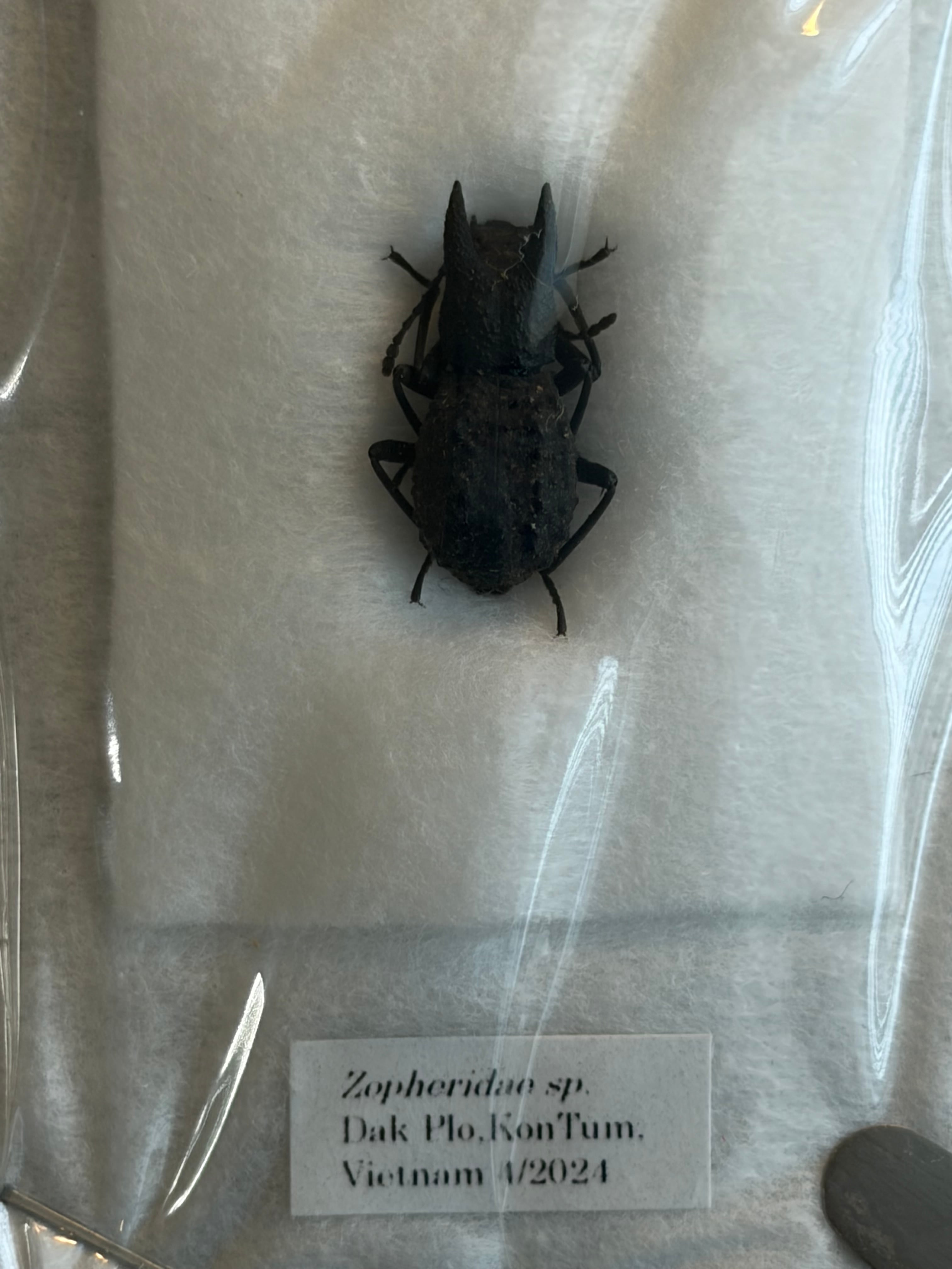 糞虫標本】タマオシコガネの一種 Pachysoma 糞虫フンコロガシ甲虫昆虫