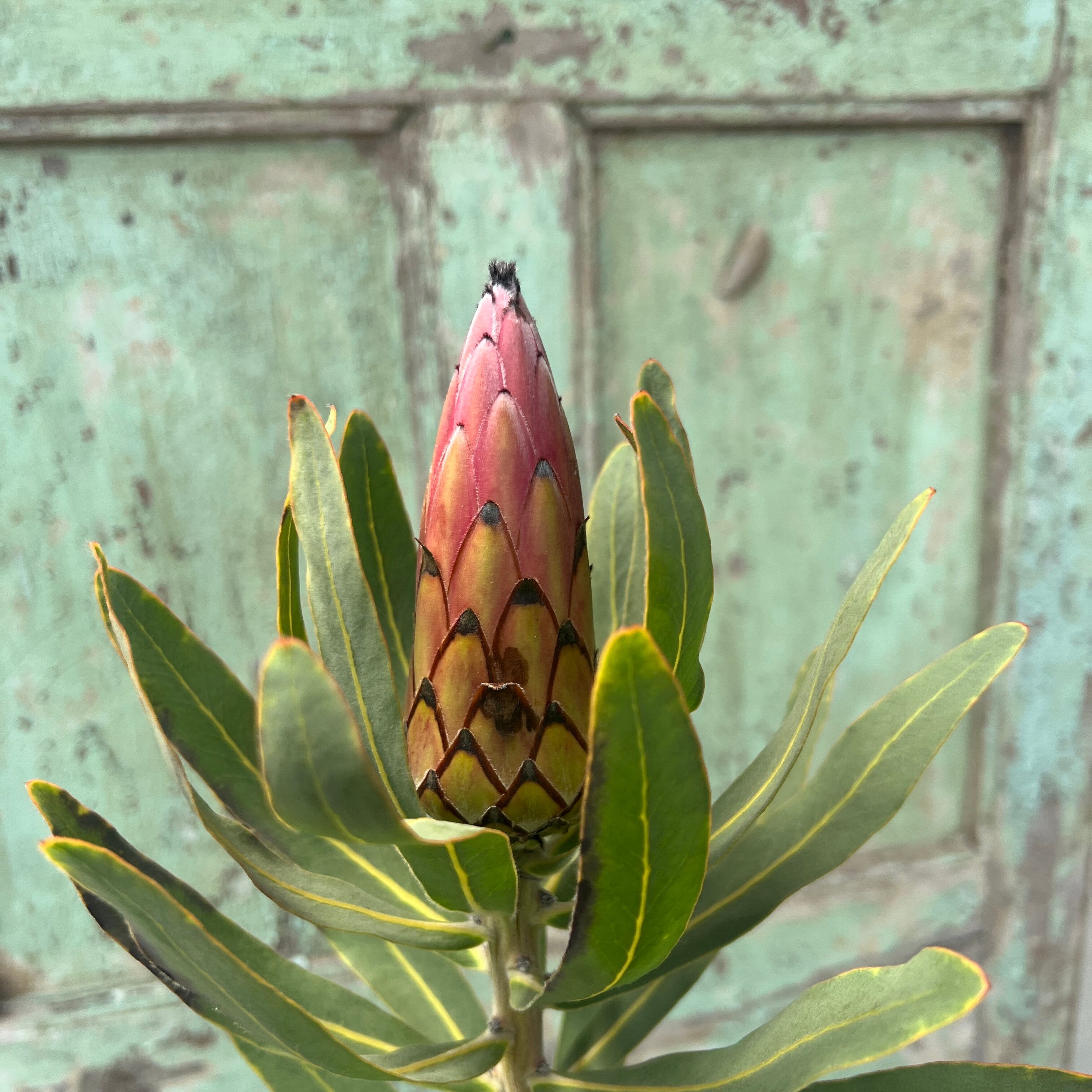 プロテア フロステッドファイヤー（3F） ⑥ | 沼ノ上農園