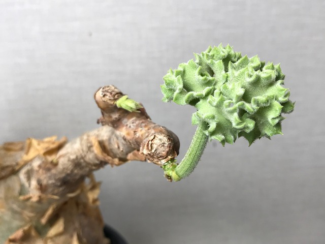 キフォステンマ マクロプス