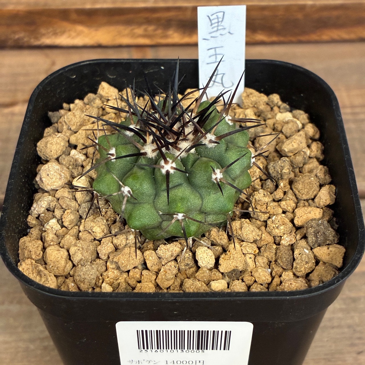 【Copiapoa】サボテン　コピアポア　黒王丸実生【733】【再撮影】