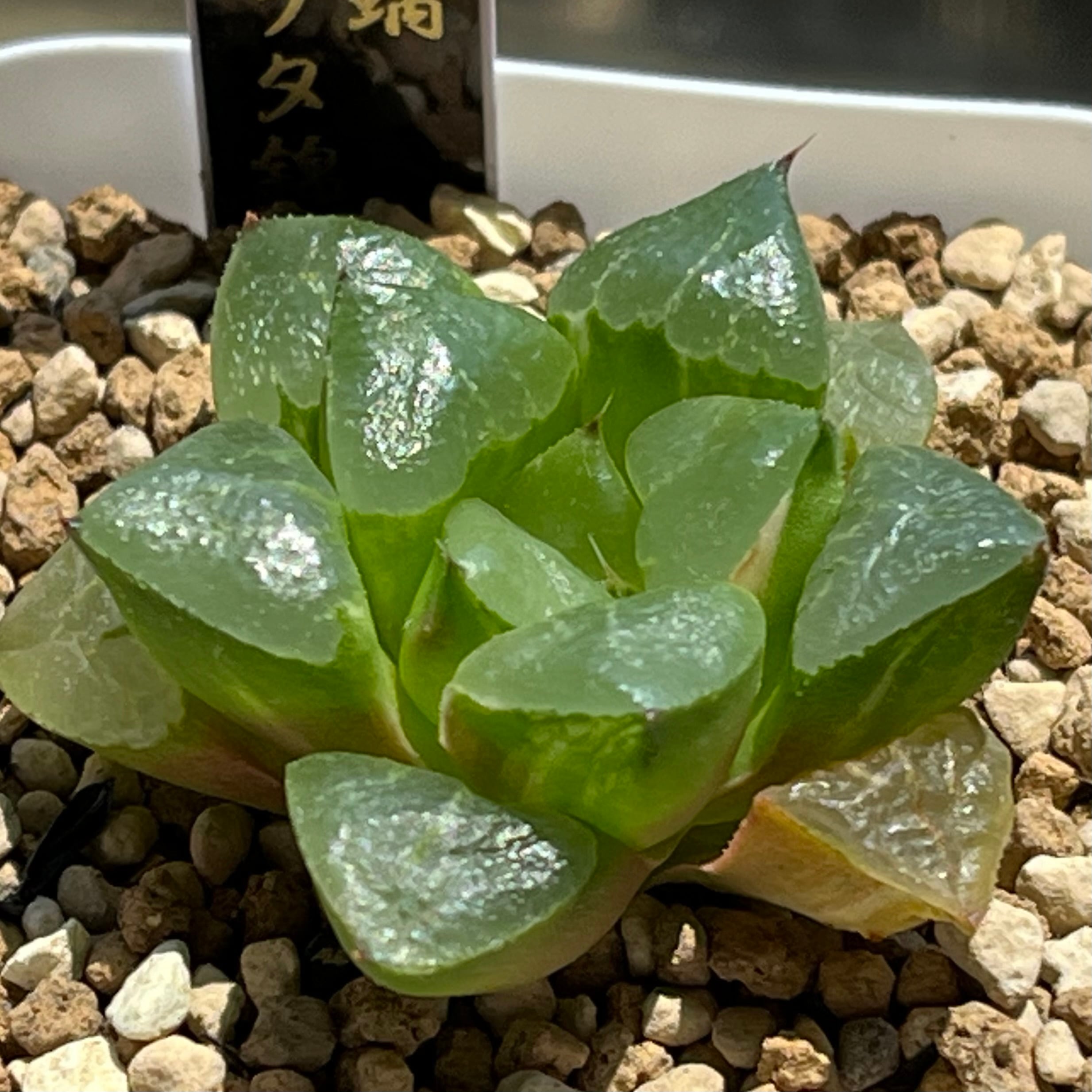 ハオルチア 火鳳凰錦 | mocono_plants