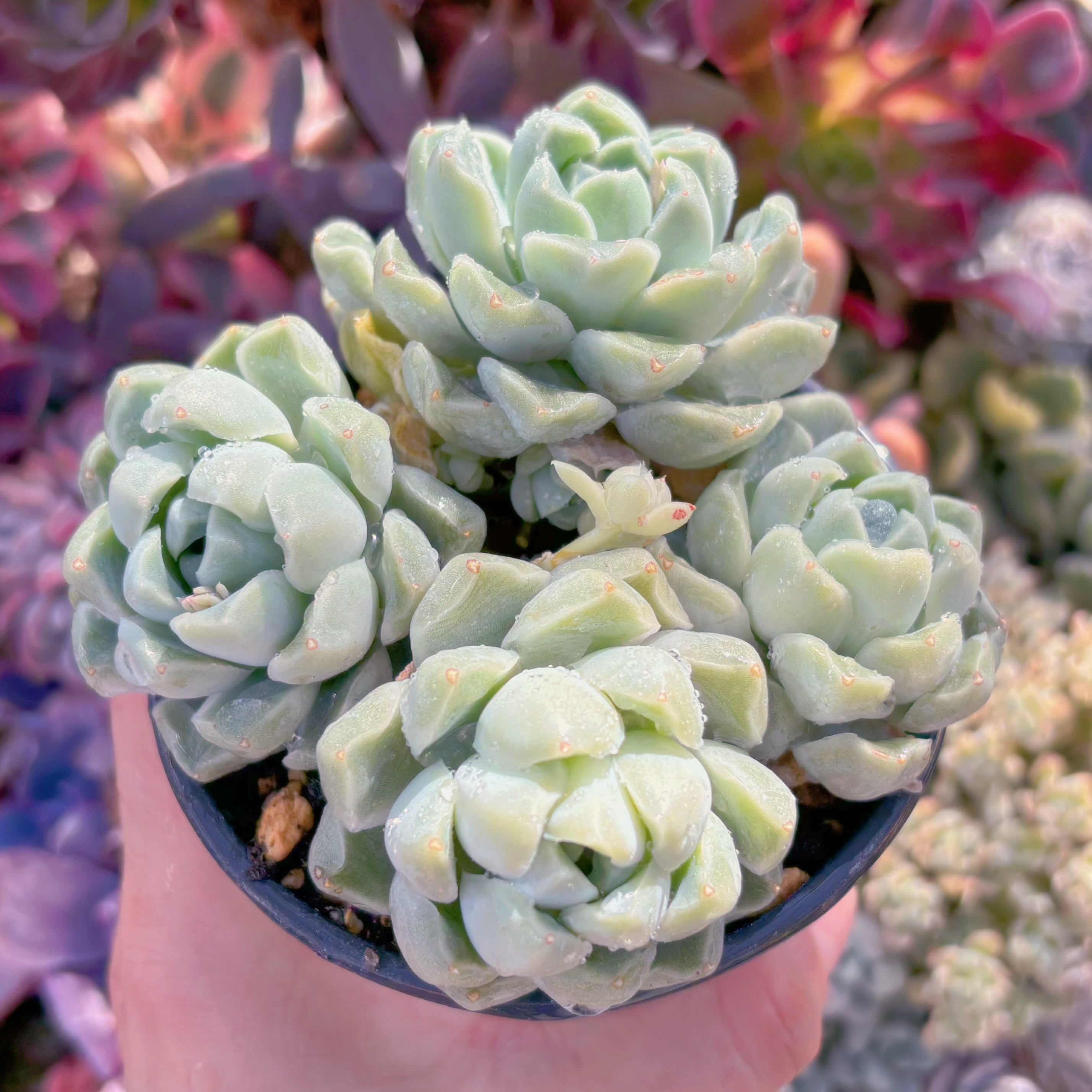 現品　Dodoli#A11　新入荷　るる農園