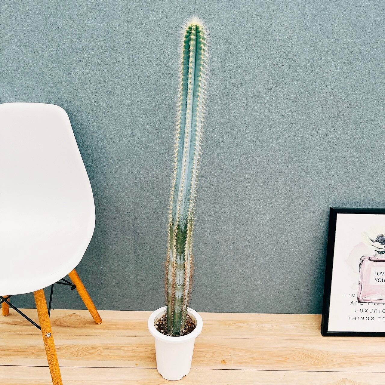 現品］F1 フランスゴムノキ 曲がり 8号 フィカスルビギノーサ 観葉植物