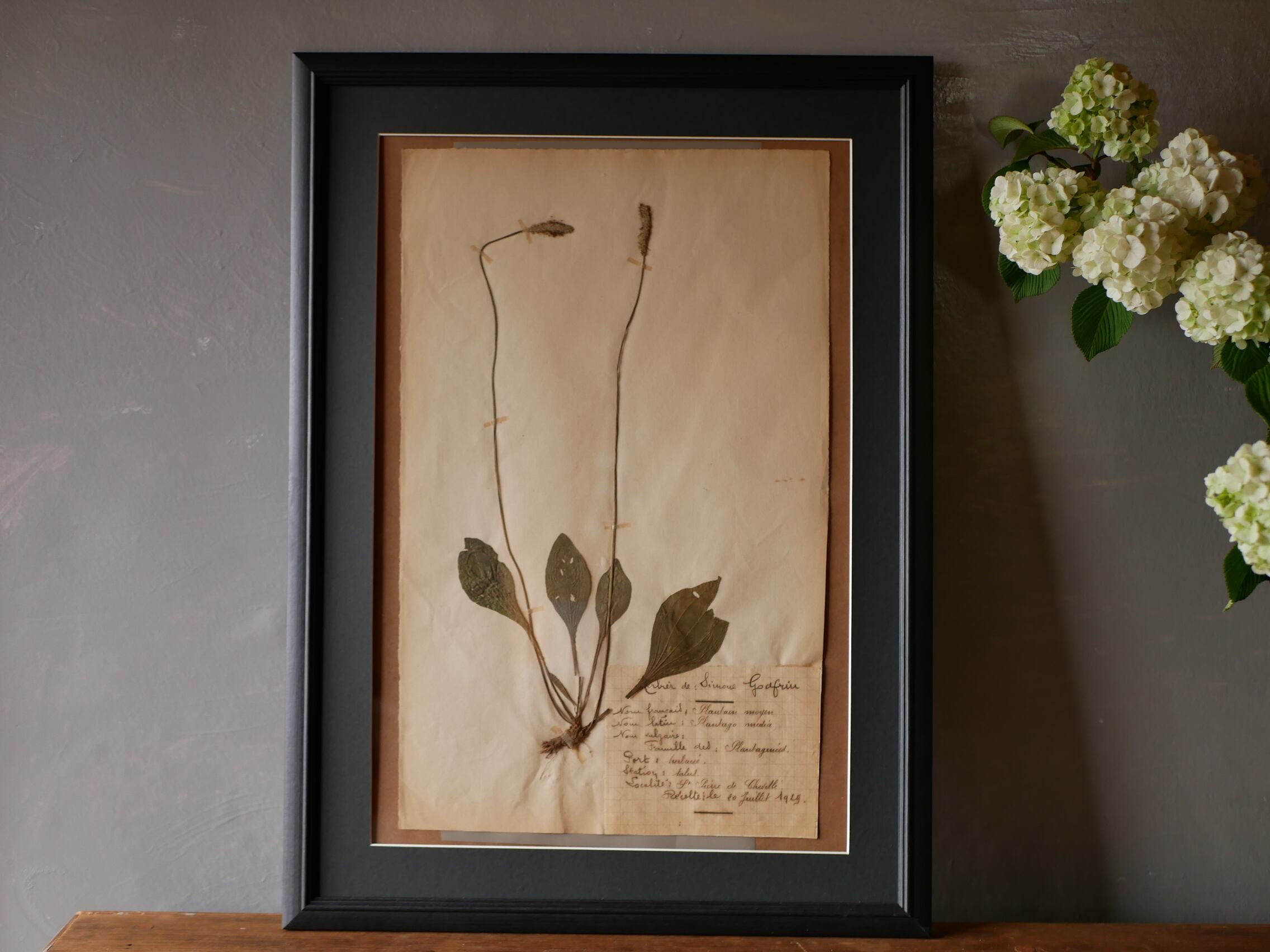 植物標本 フランスアンティーク no.6 | フランス アンティーク mamantique