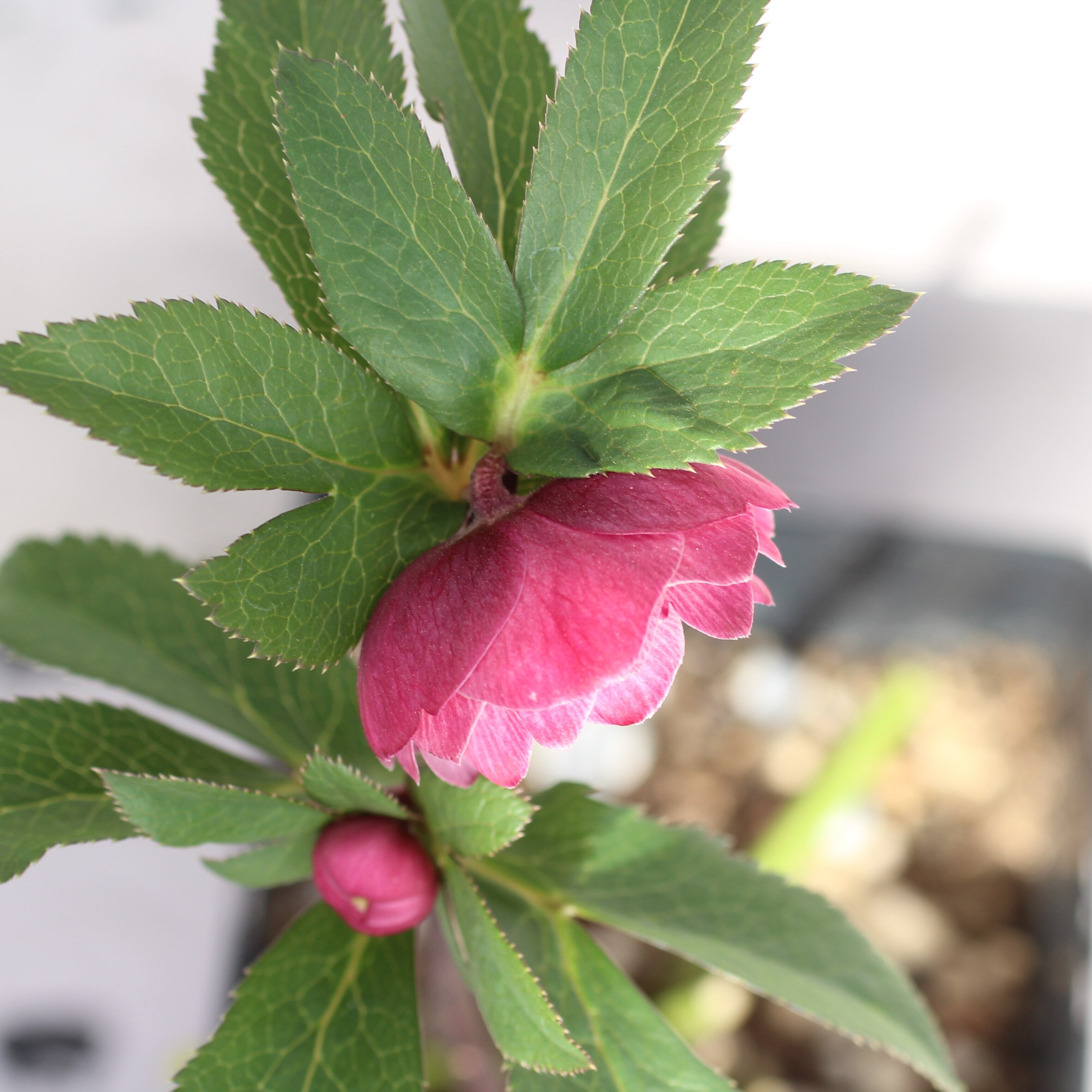 WS26-002 クリスマスローズ ウィンターシンフォニー ピンク