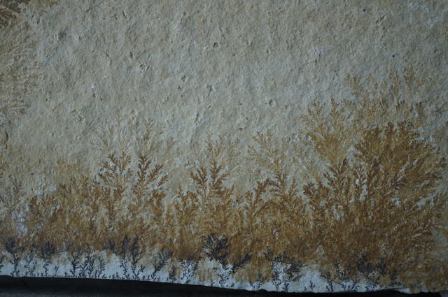 ドイツ産デンドライト 忍石 Dendritic limestone 2445