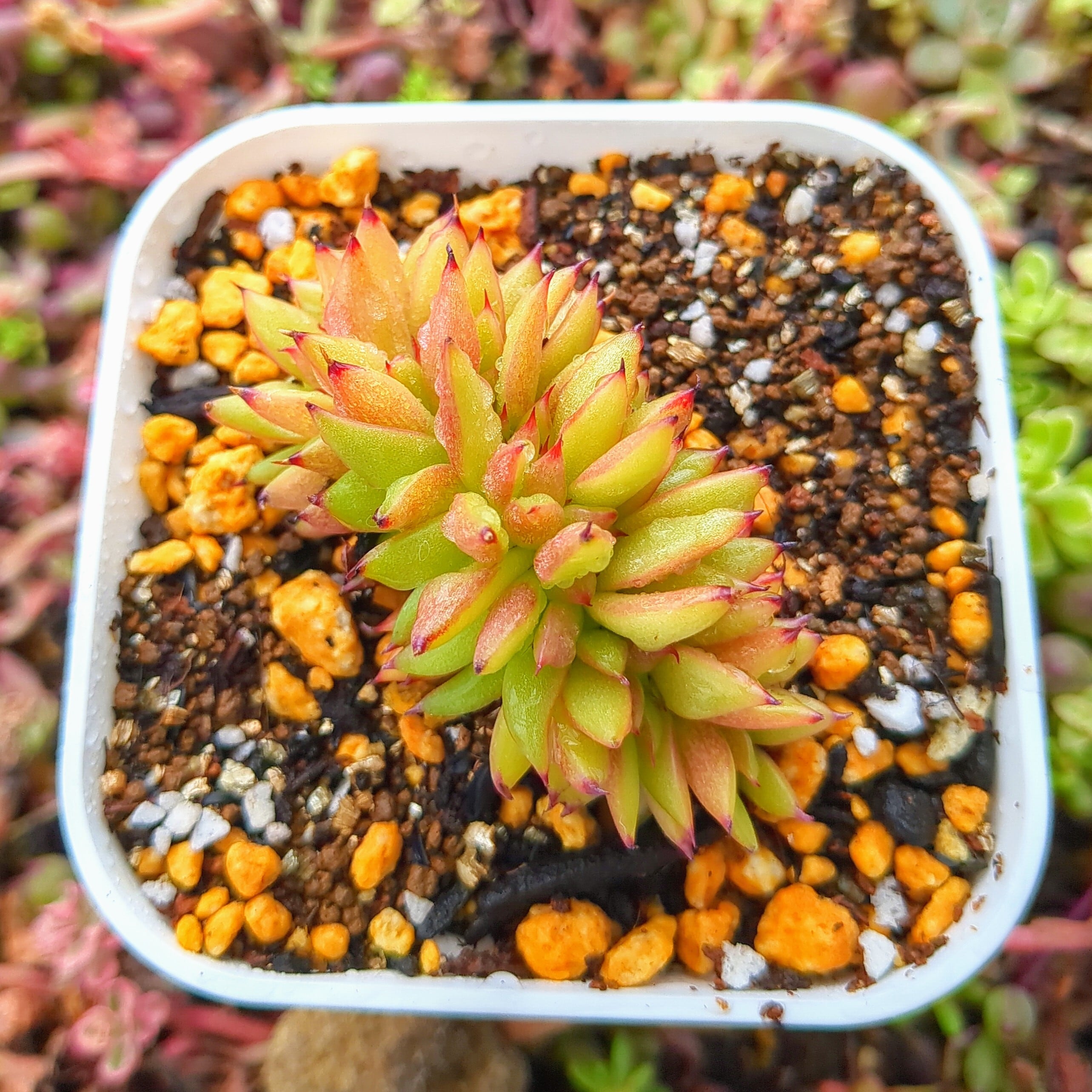 エケベリア アガボイデス マリア綴化（抜き苗） | Pay ID