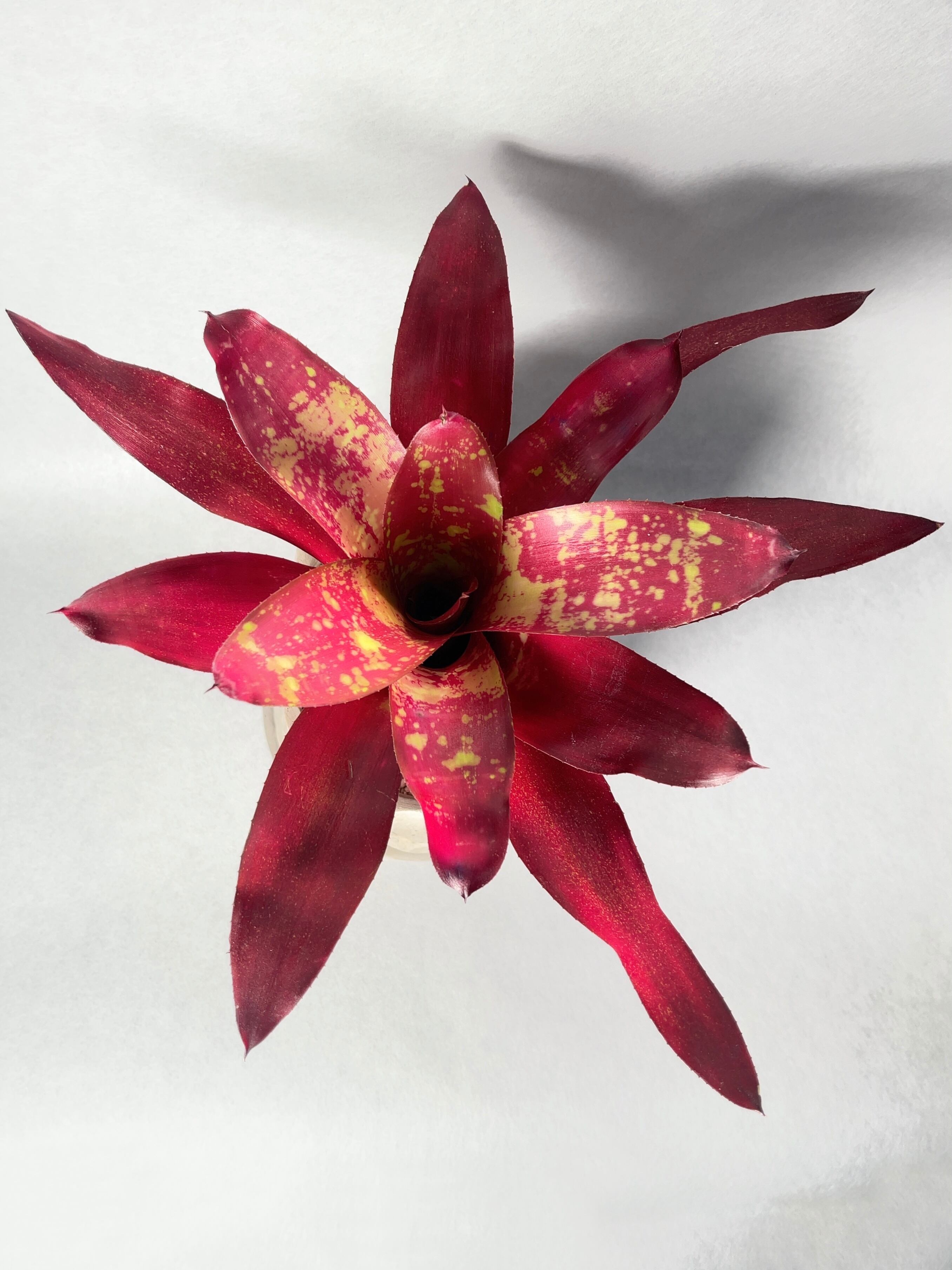 Neoregelia sp. (collected by Elton Leme in Sao Fidelis， Brazil 