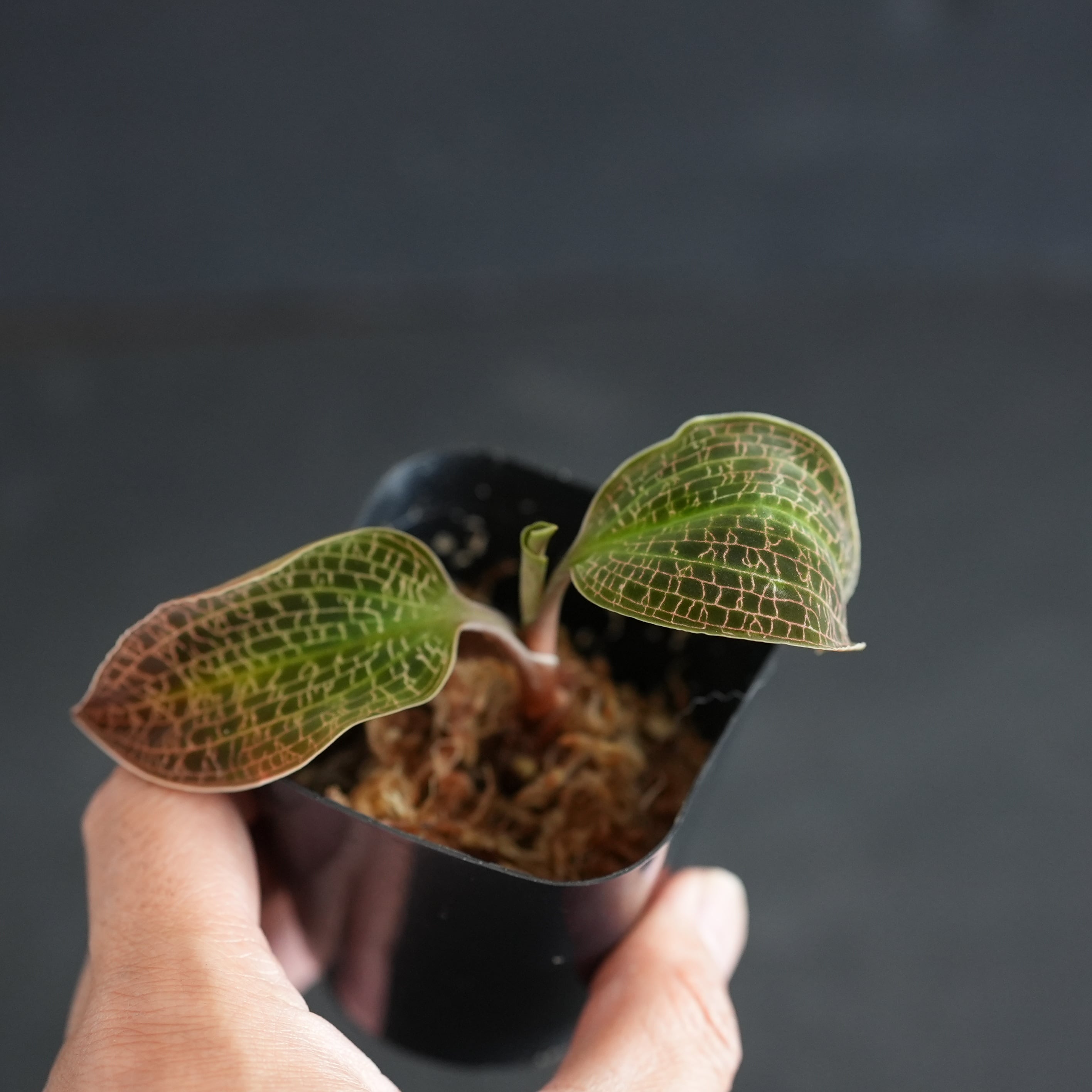 ◆現品◆Macodes sanderiana × Macodes petola【ジュエルオーキッド宝石蘭/TheGAKI】#873