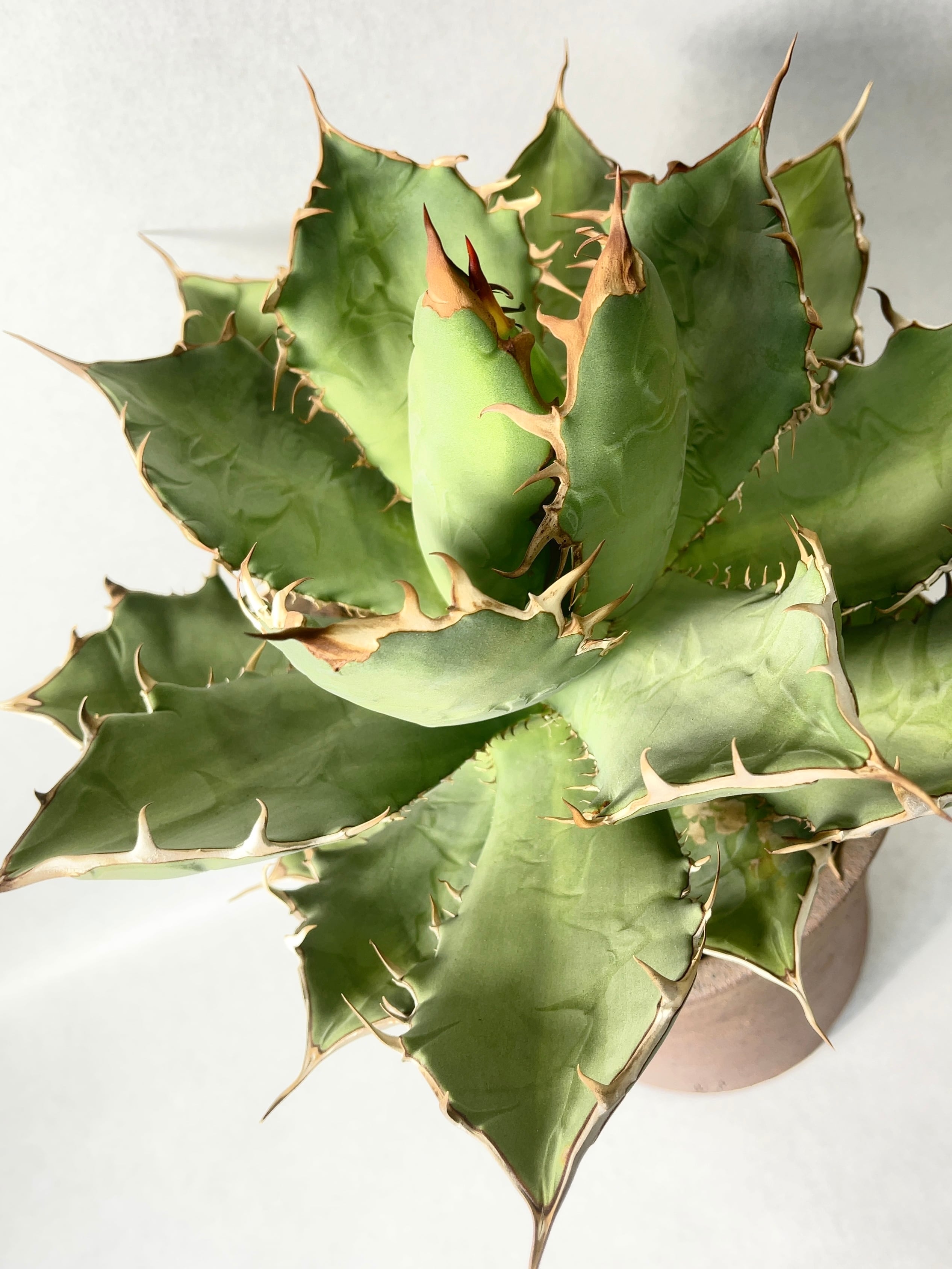 アガベ アガベX cactus.green | Agave 