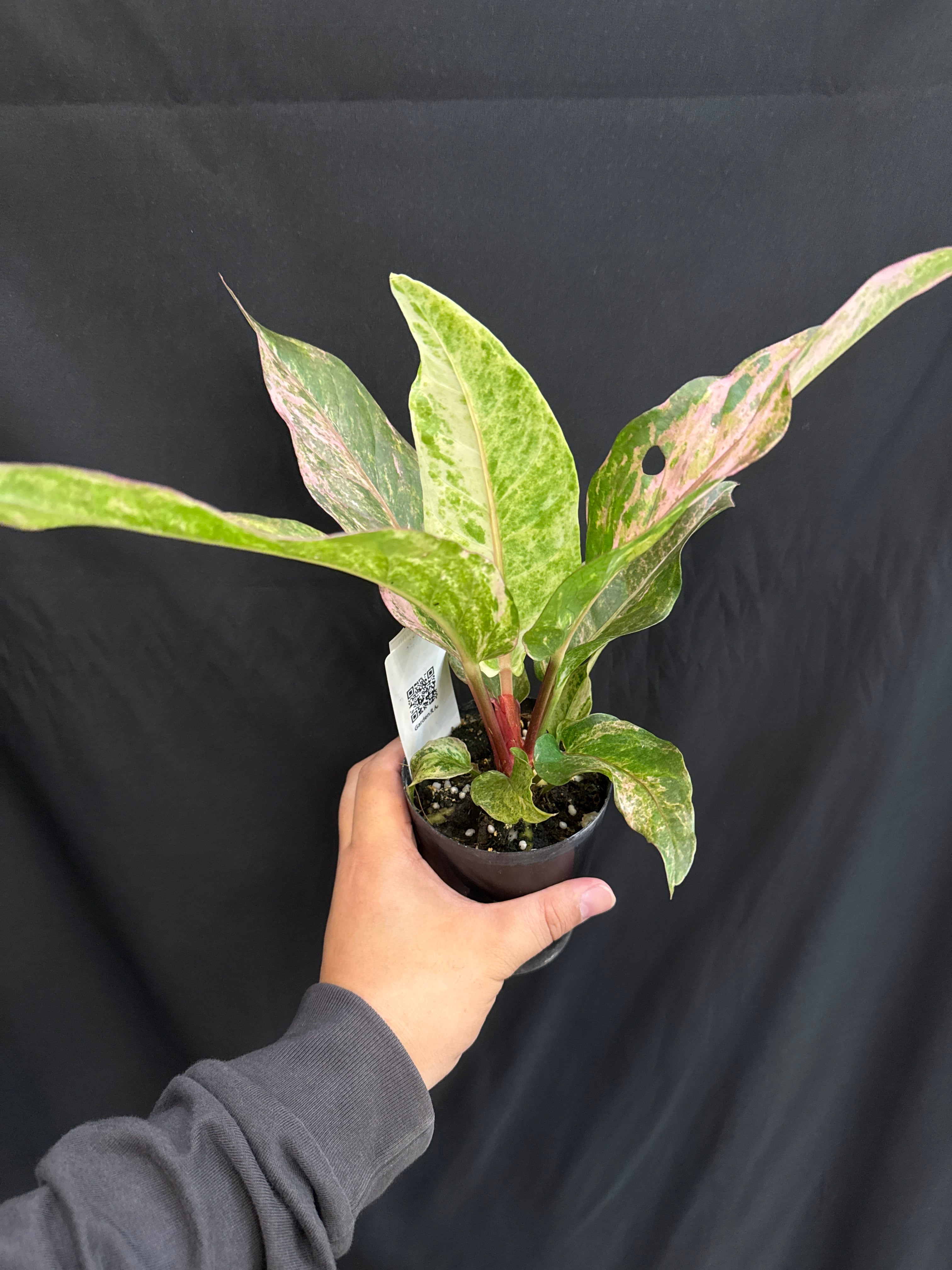 A アンスリウム sp. pink variegated | Gardenえん 【観葉・アロイド