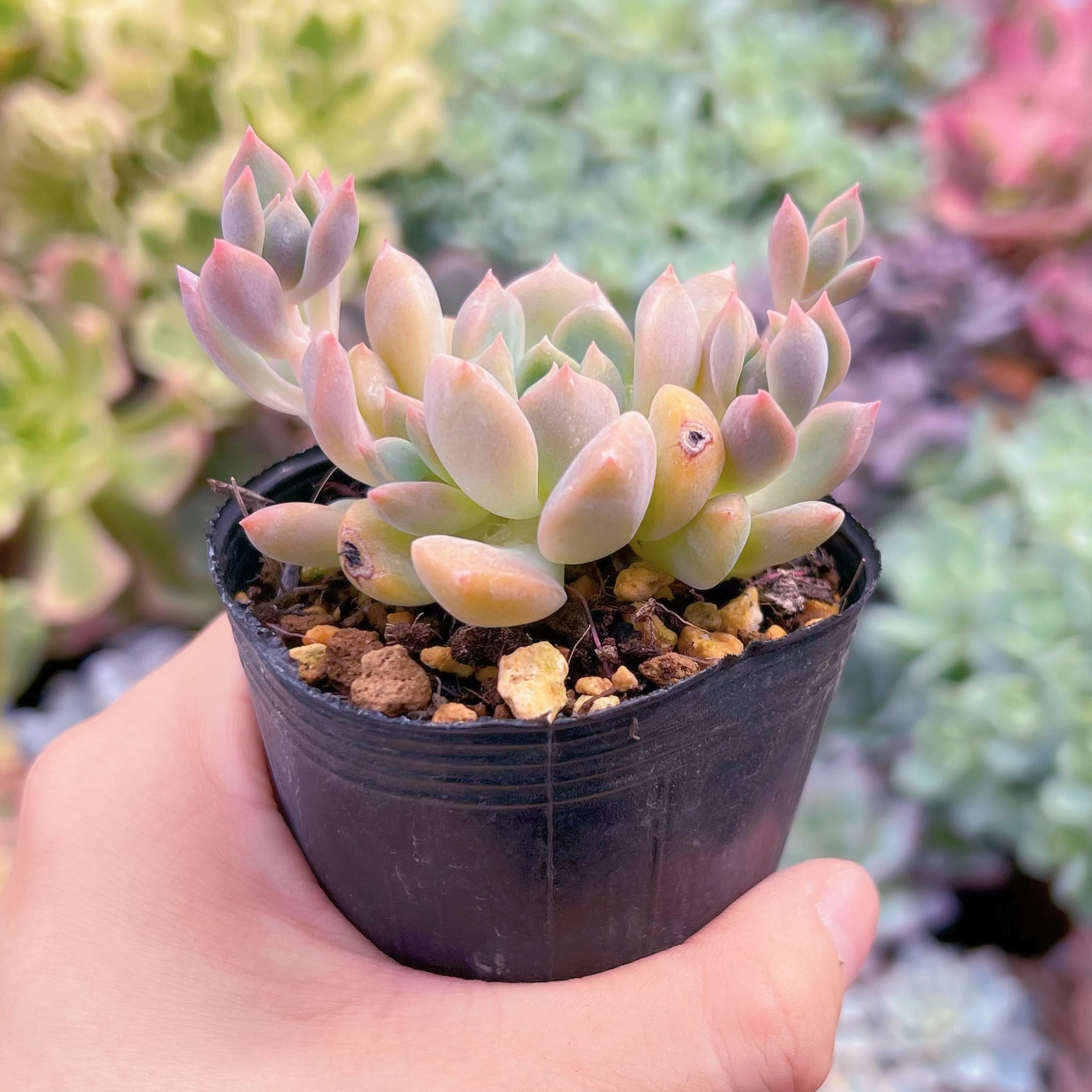 多肉植物 フロストフラワー るる農園 | るる農園~多肉植物専門