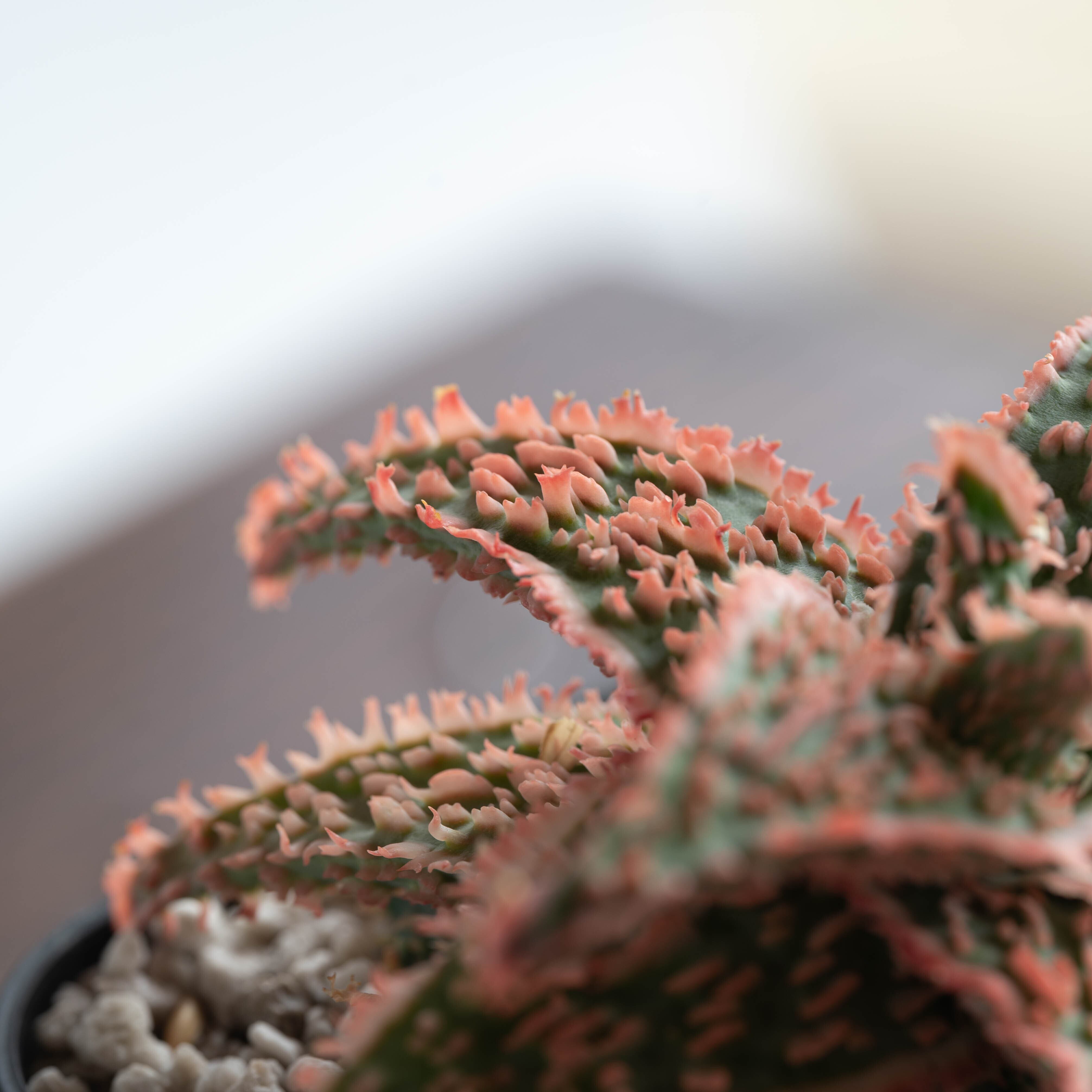 アロエ ハイブリッド -Aloe hybrid- No.13 | Agave Rocon