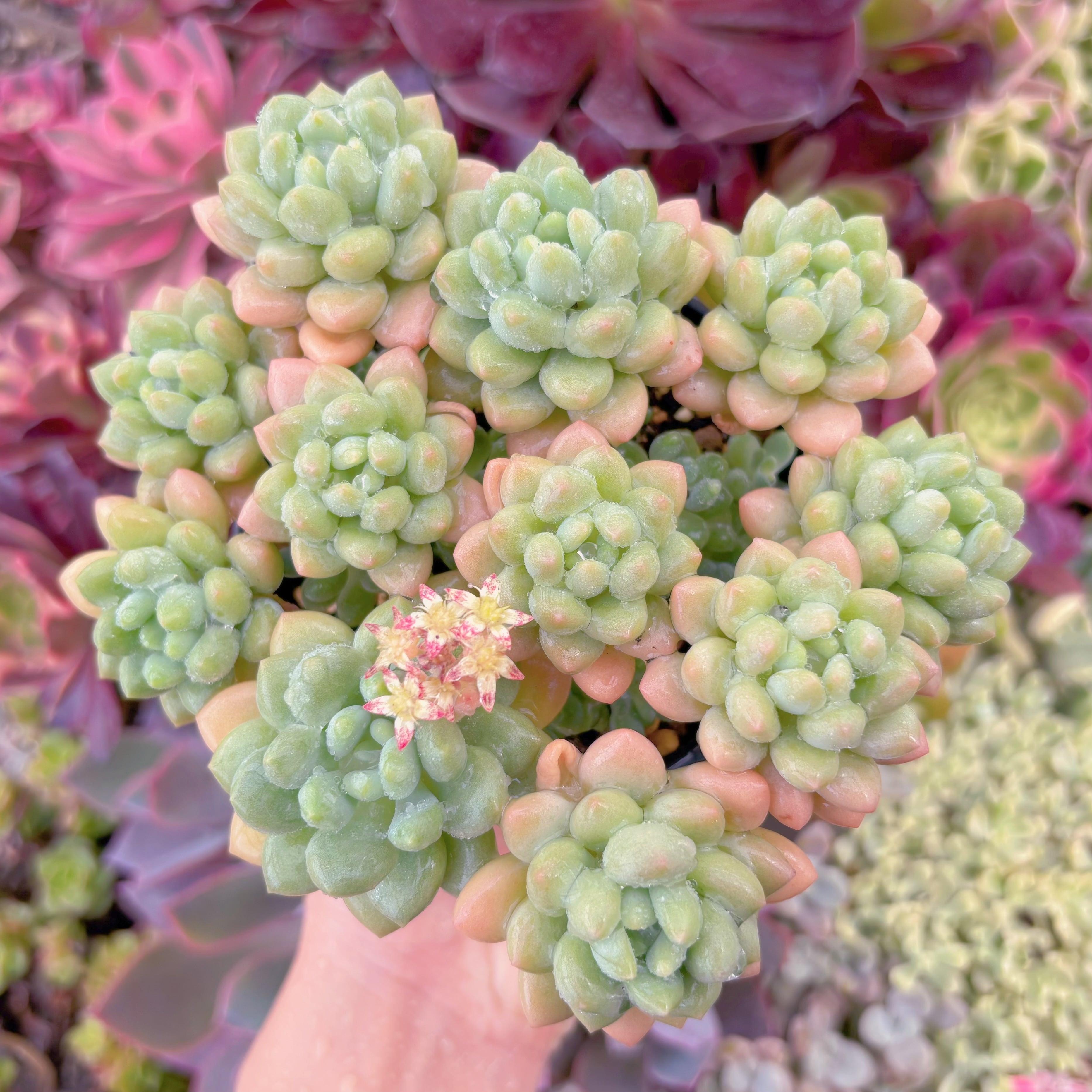 現品　ロココ#665　大群生　るる農園