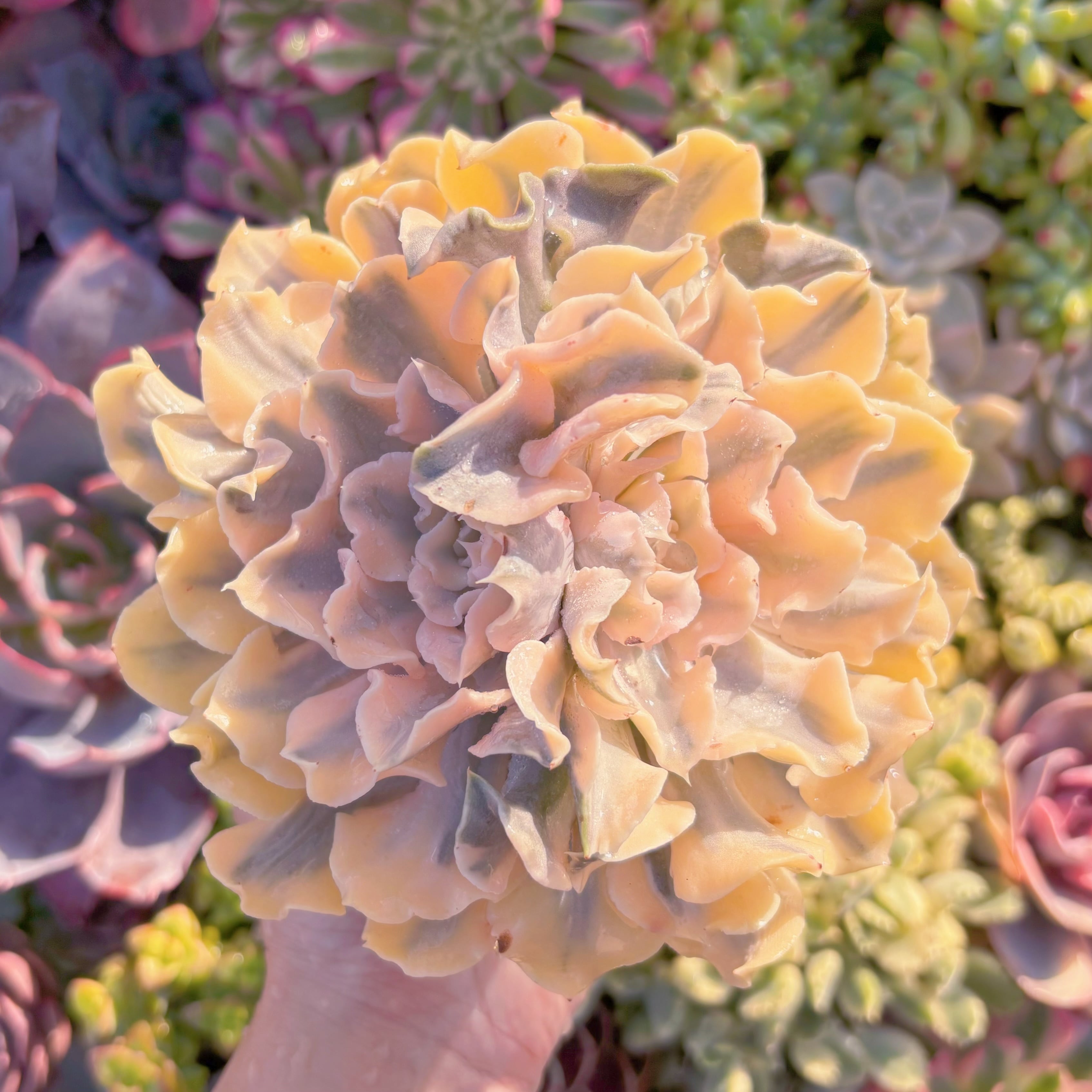 現品　シャフラン錦#M299　大苗　在庫僅少　るる農園