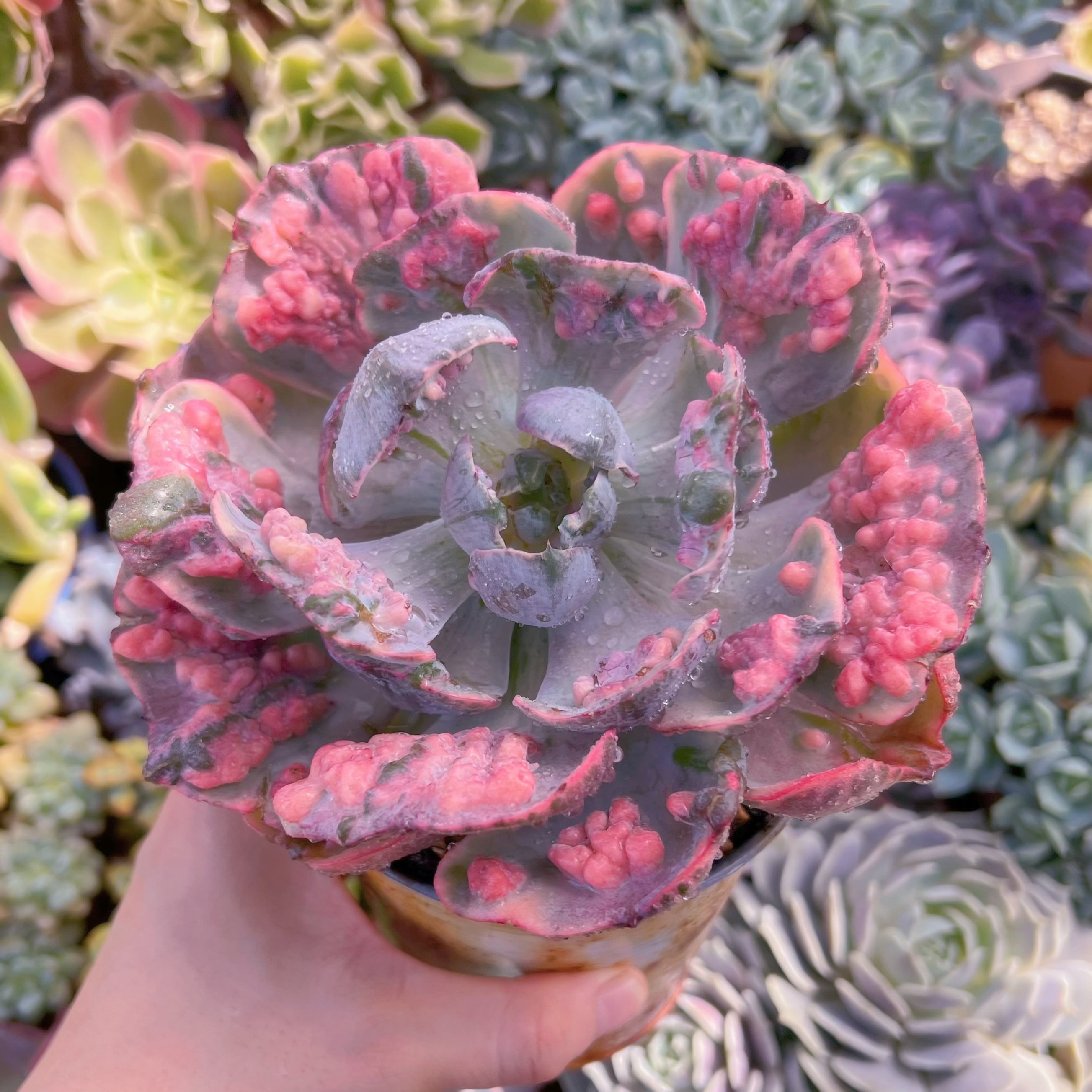 現物　ビヨンセ錦#243　特大　新入荷