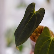 【選抜】Papillilaminum(Fort Sherman) × Anthurium King of spades(KOS) / アンスリウム・キングオブスペード×パピリラミナム / 観葉植物