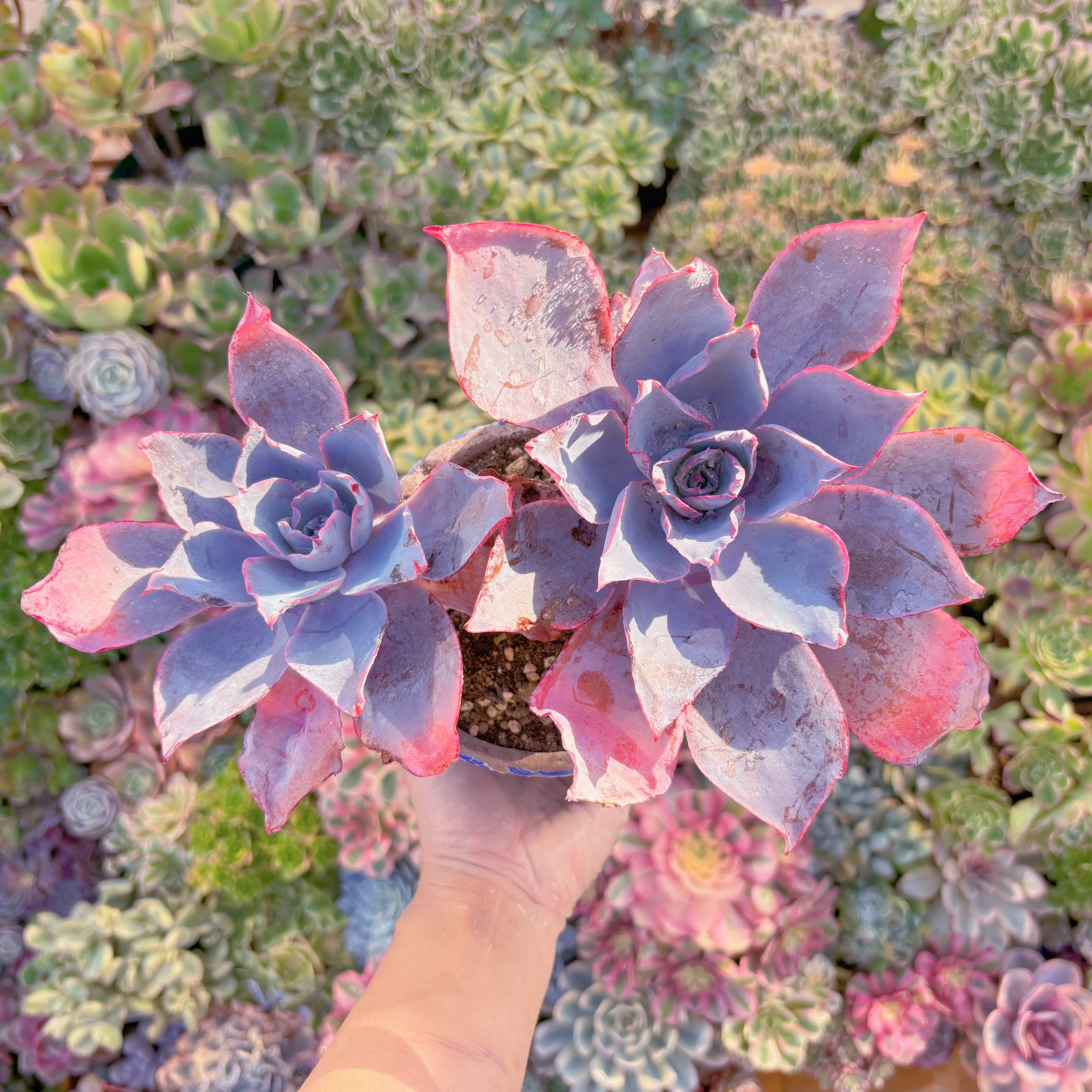 現品　アフターグロー#A061　大群生　るる農園