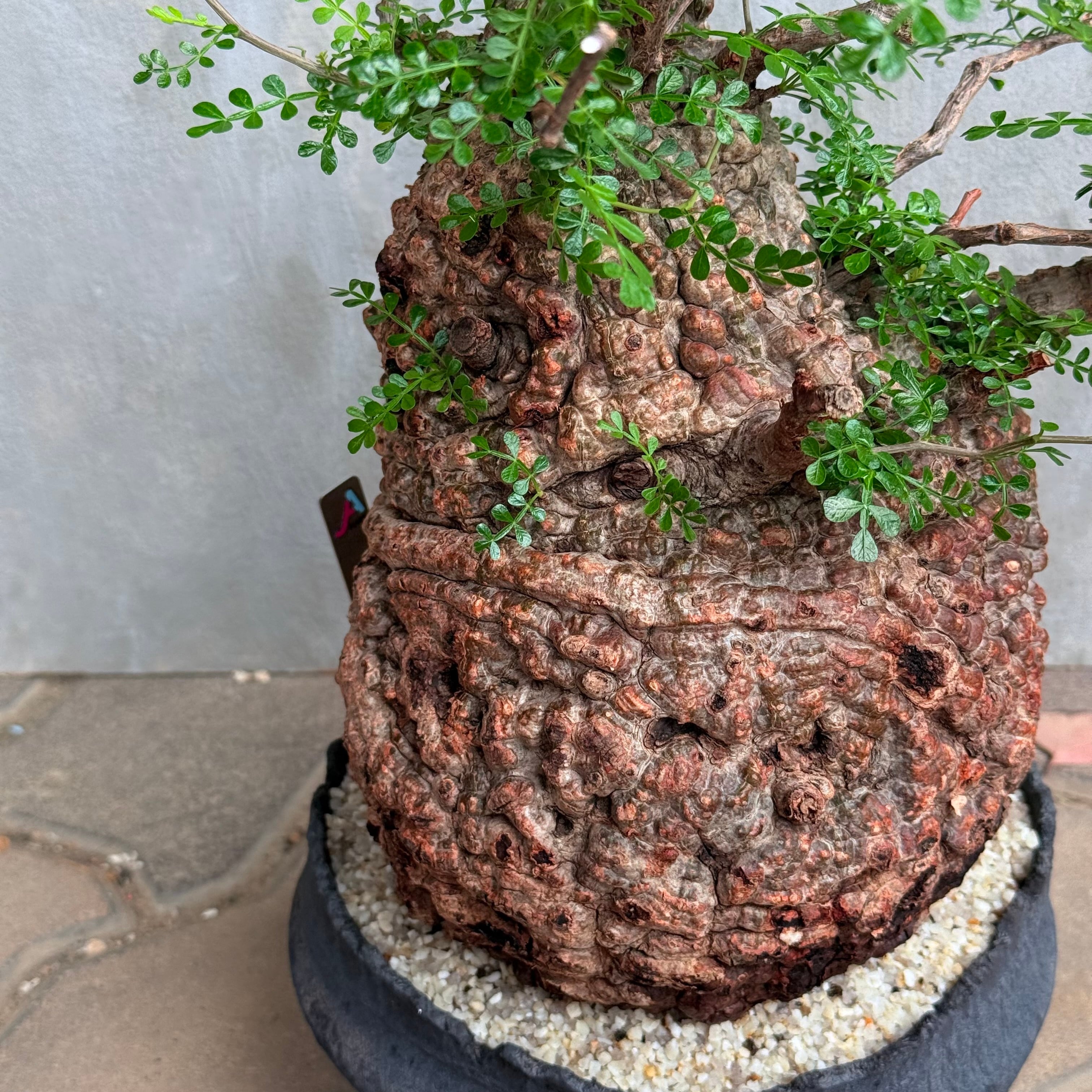 植物×鉢】オペルクリカリア パキプス 発根済み現地株 ×陶器鉢 | A-PLANTS