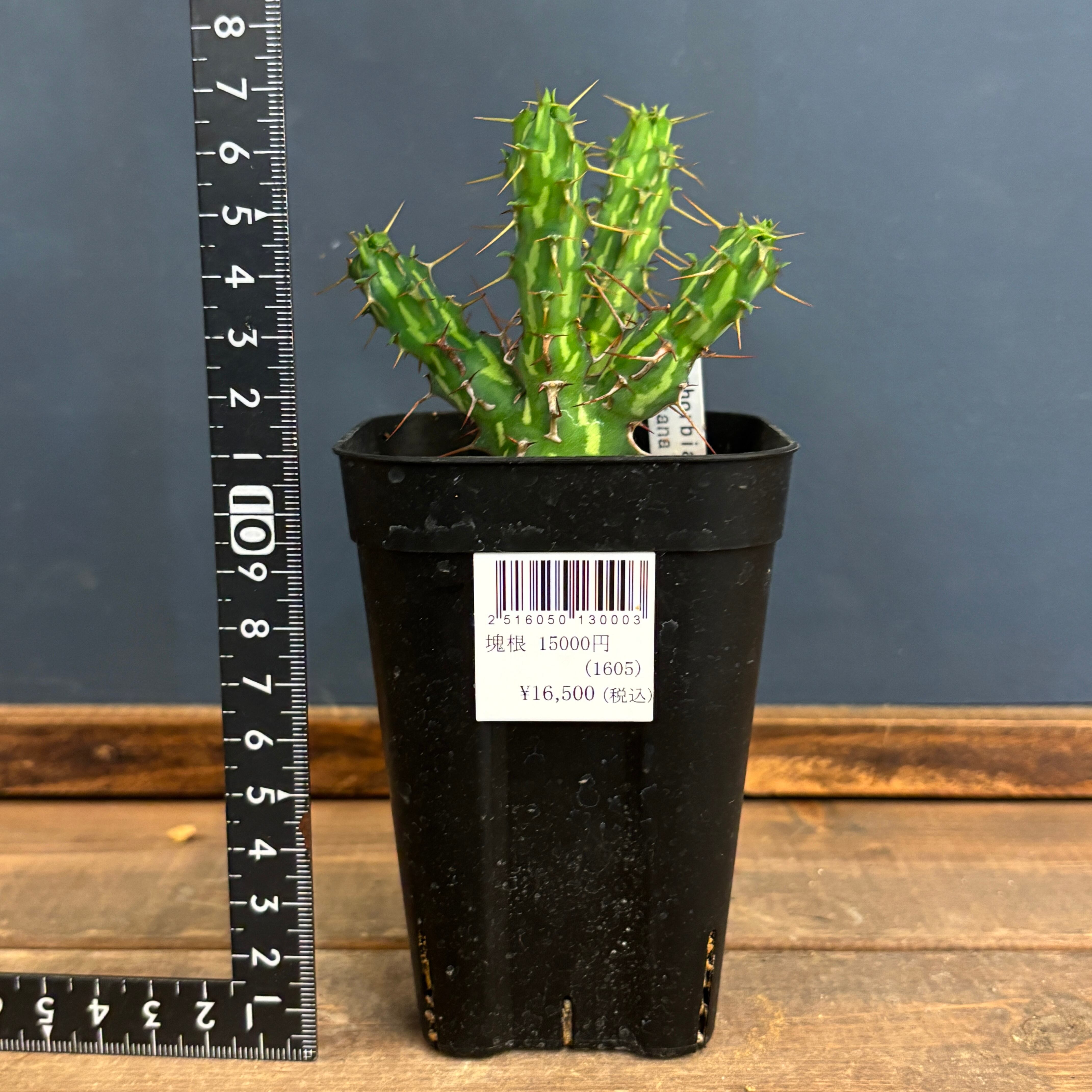 ユーフォルビア カリサナ【1018】 | PROTOLEAF プロトリーフ