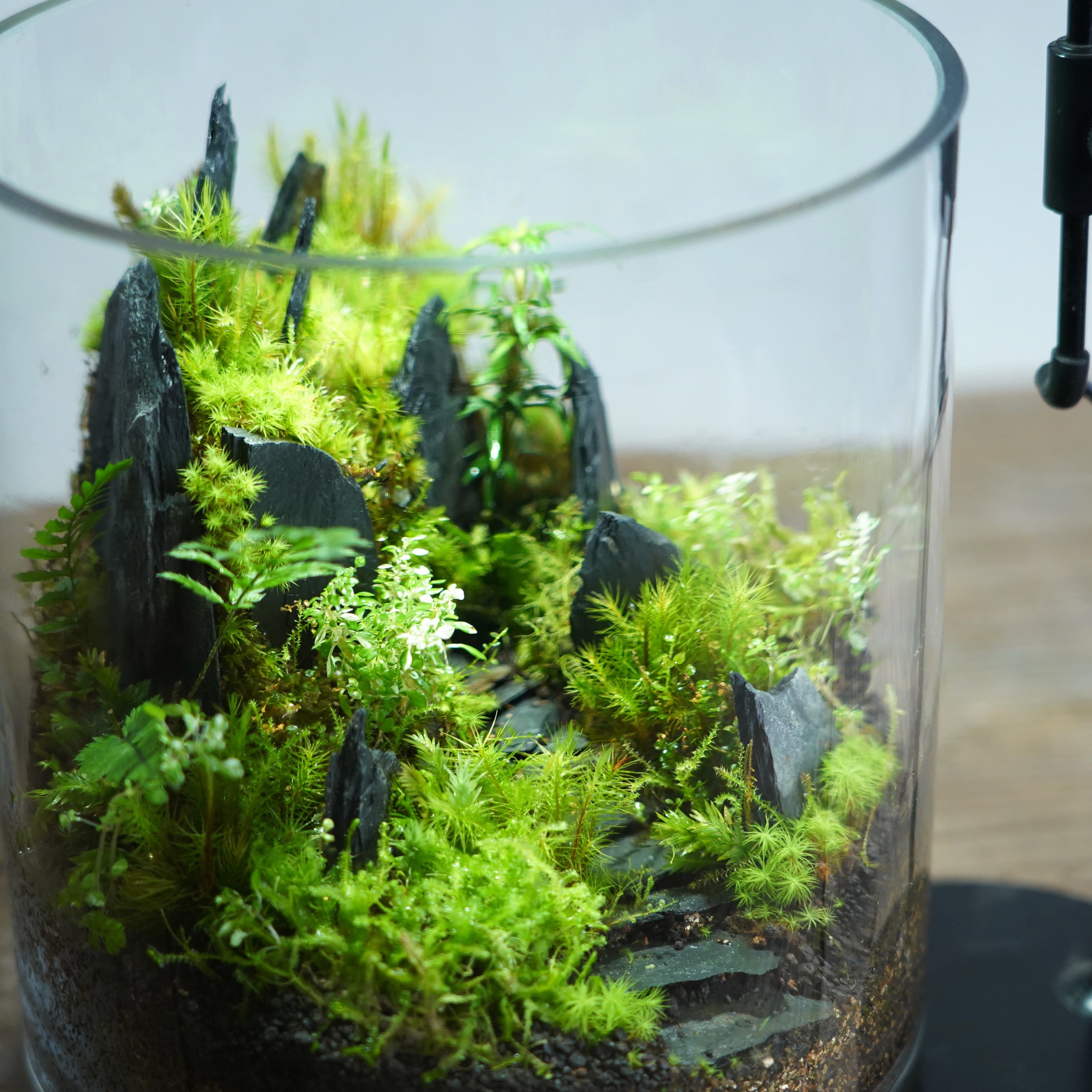 苔テラリウム作品『悪魔の砦』◇限定作品 2.20＃3 | 苔テラリウム専門