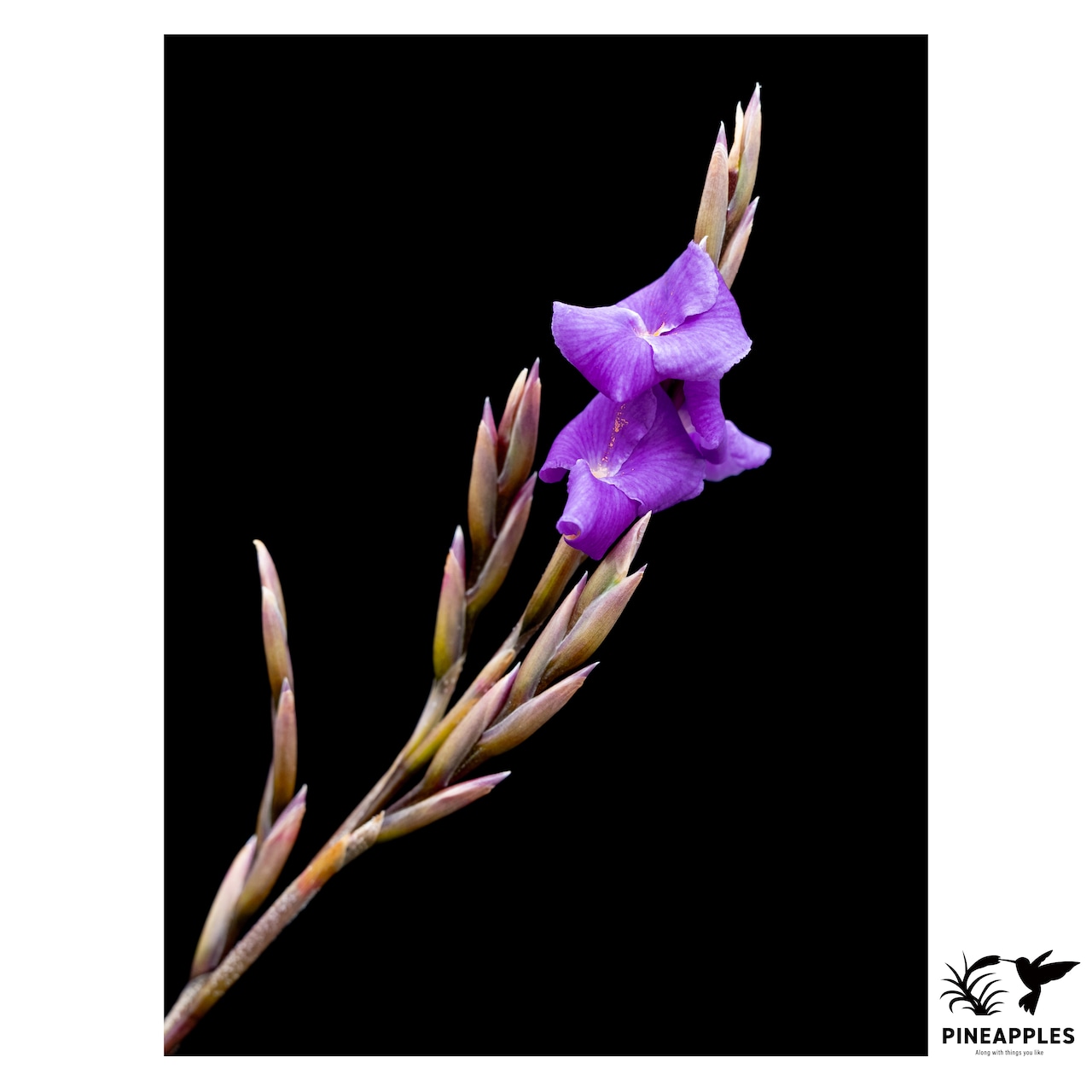 Tillandsia arhiza (in great shape) - 3