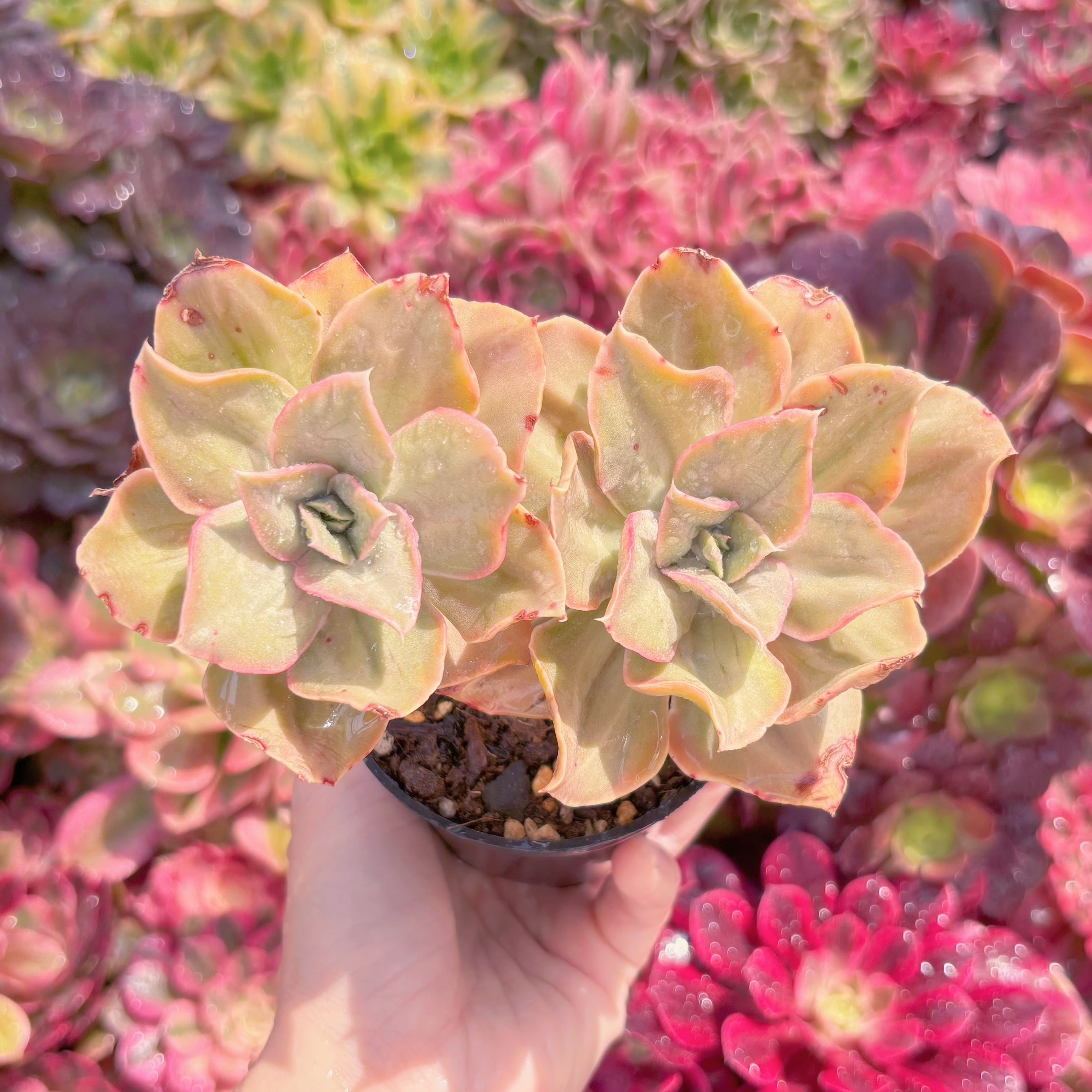 現品　古琴錦#541　群生　るる農園