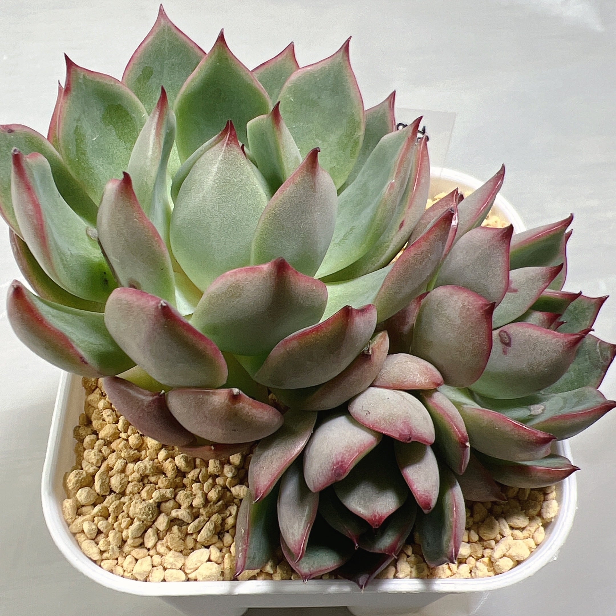 ピンクドラゴン群生 | 多肉屋365 