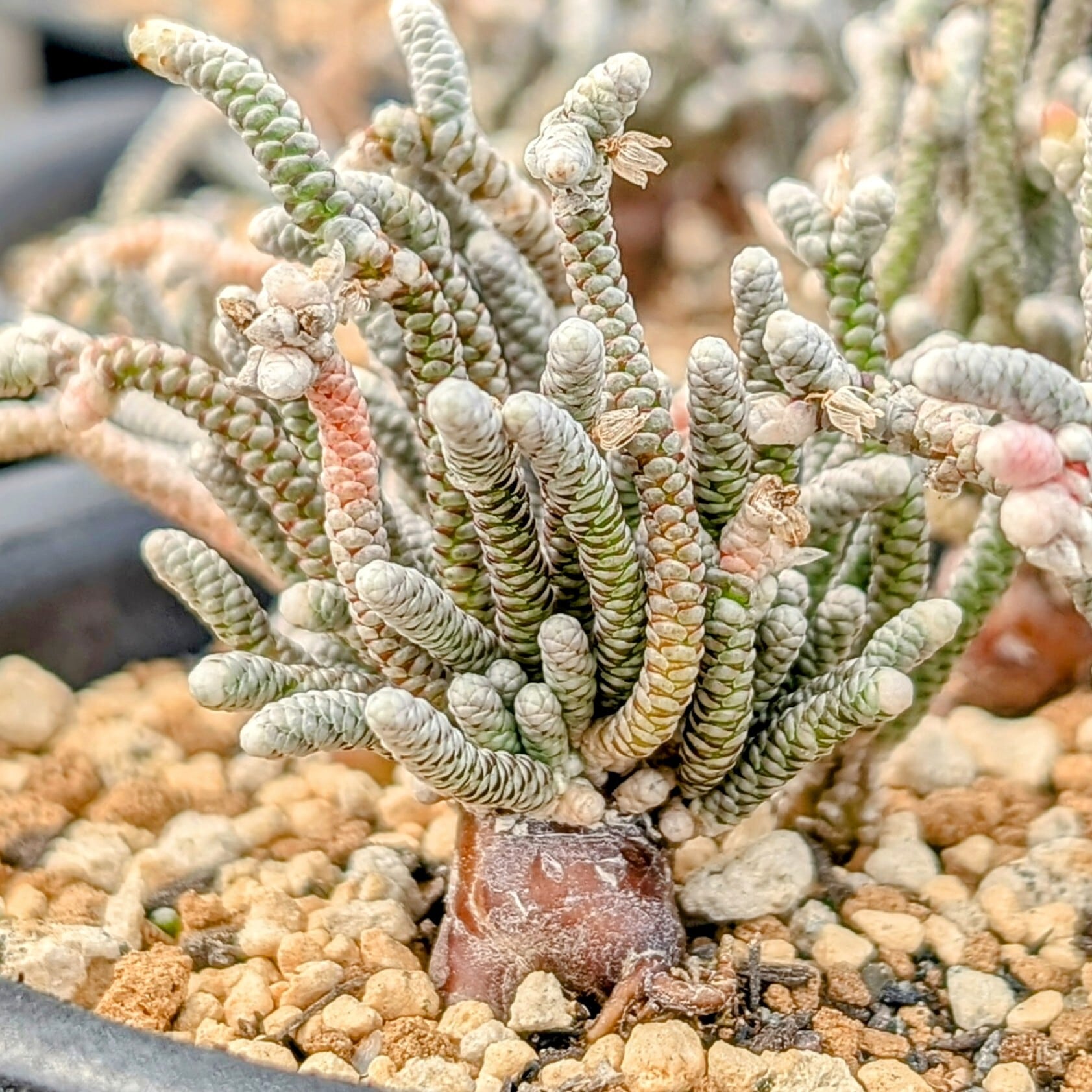 種子(少量パック)/30粒】Avonia grisea (Rooiwal, E of Springbok